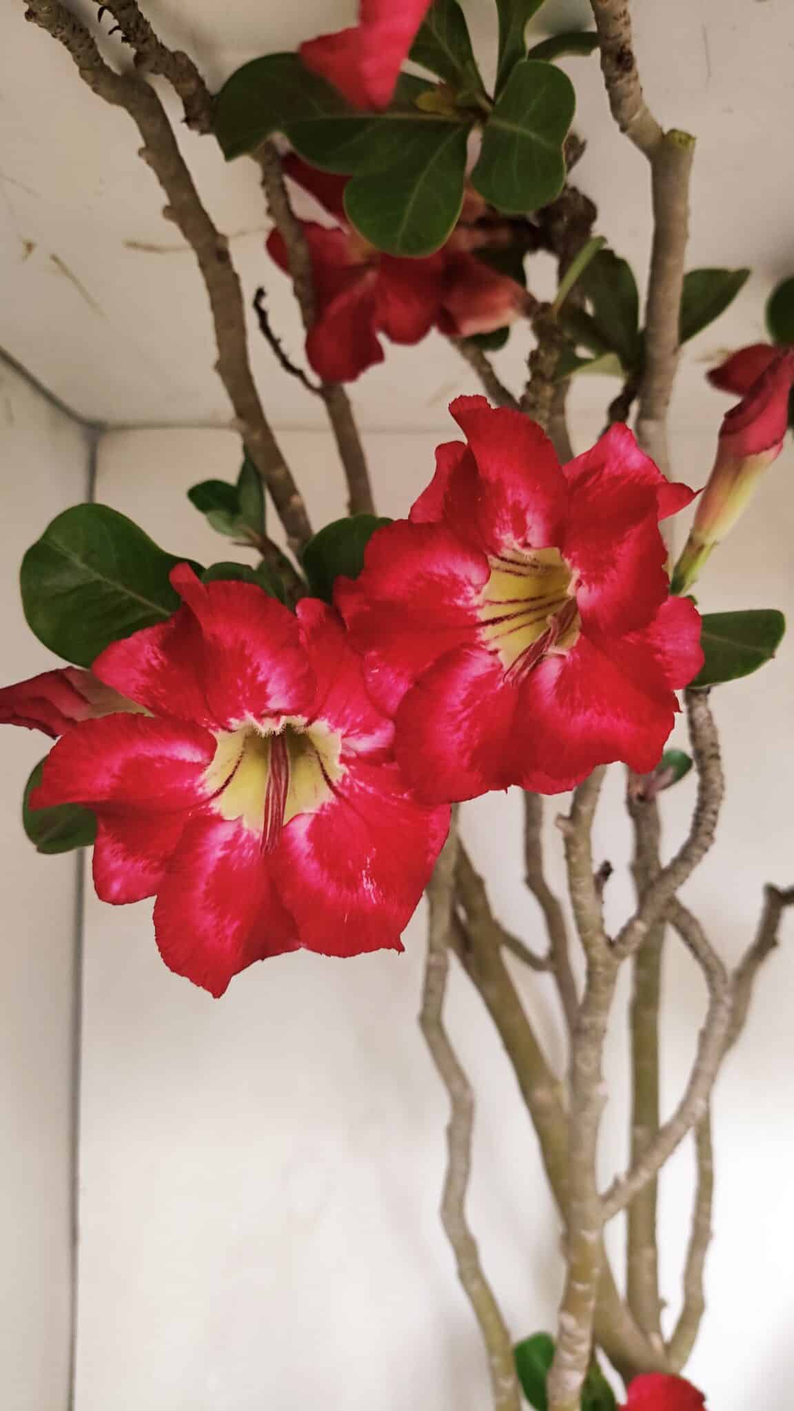 Planta Simples 3147 – 65cm – 05 anos - foto 3