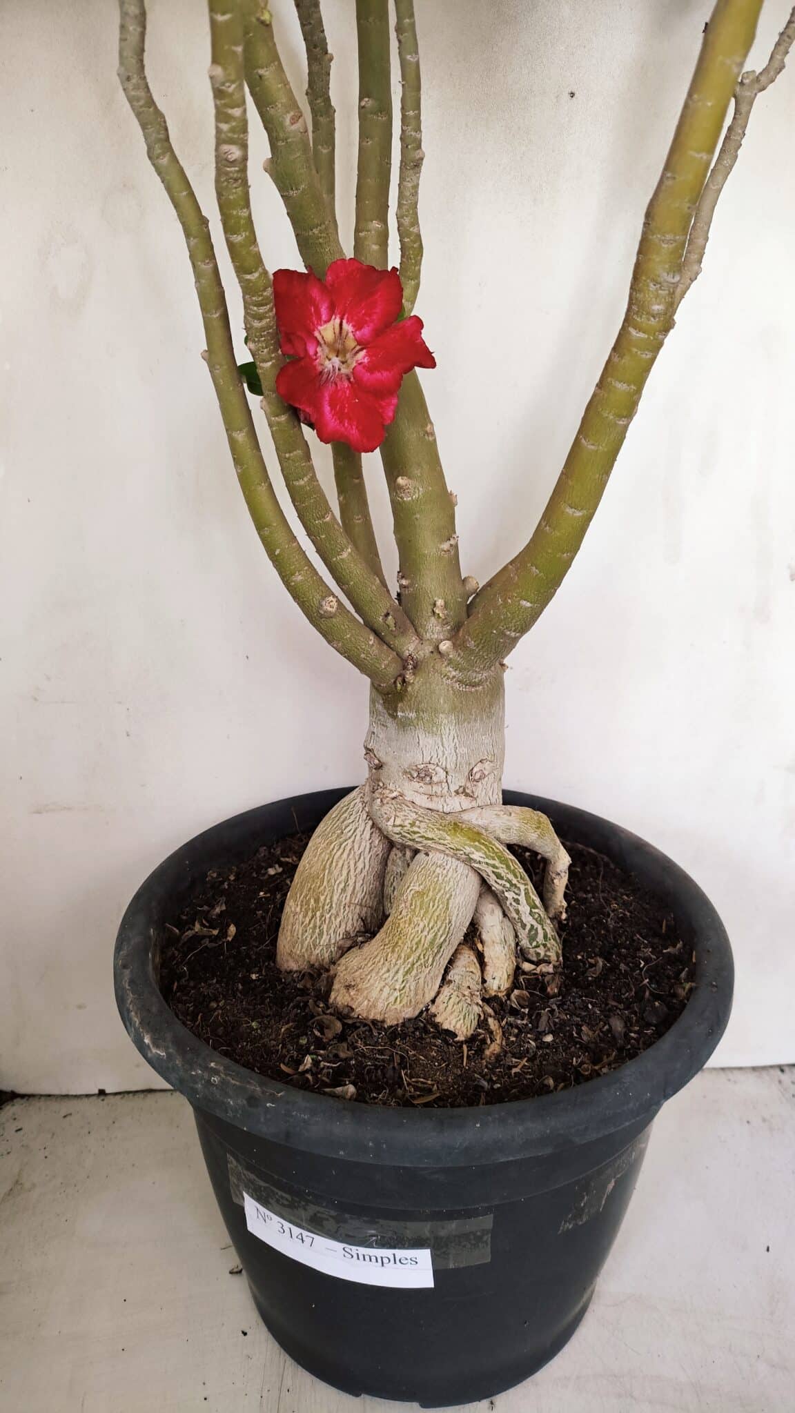 Planta Simples 3147 – 65cm – 05 anos - foto 6