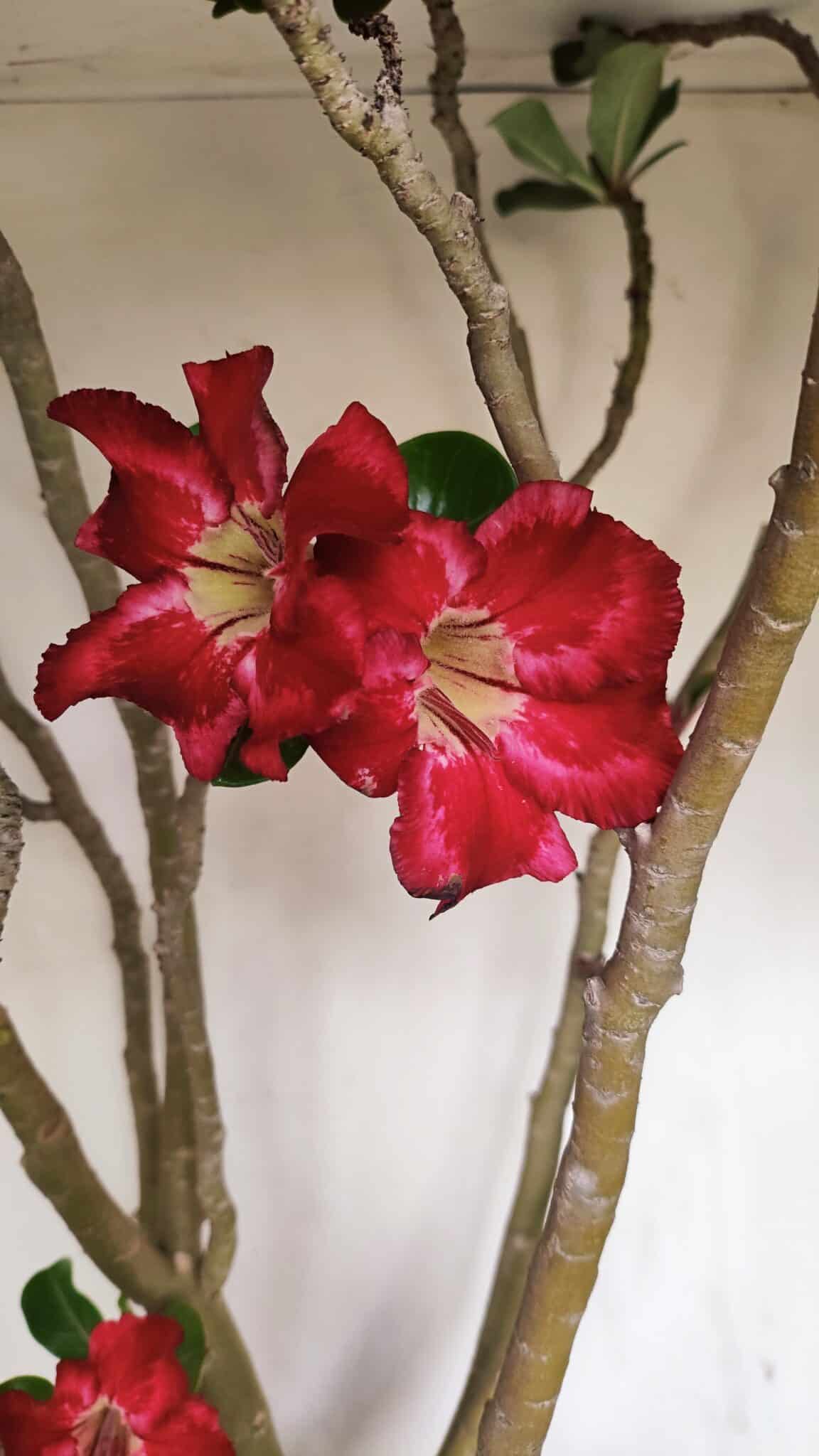 Planta Simples 3147 – 65cm – 05 anos - foto 4