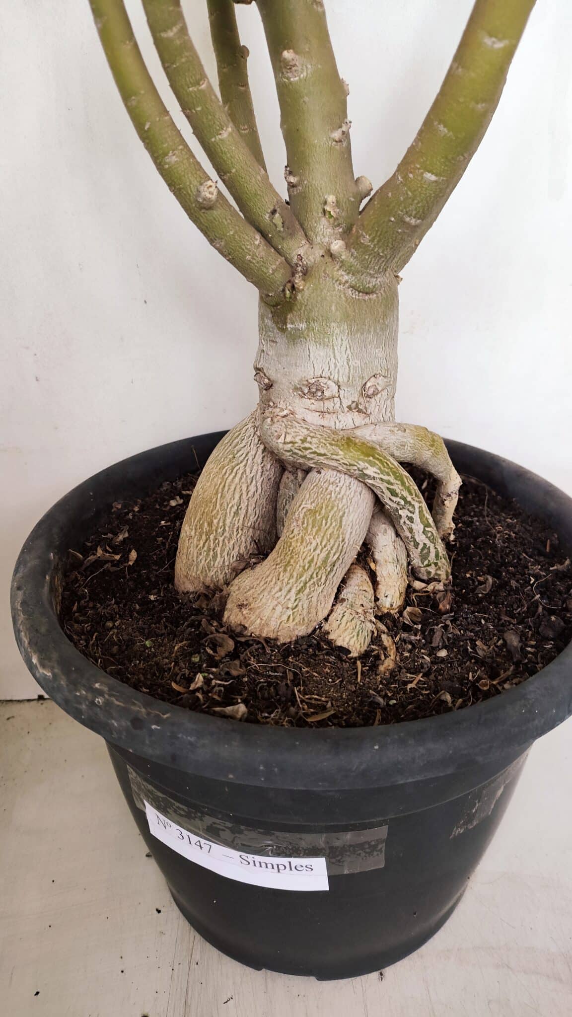 Planta Simples 3147 – 65cm – 05 anos - foto 8