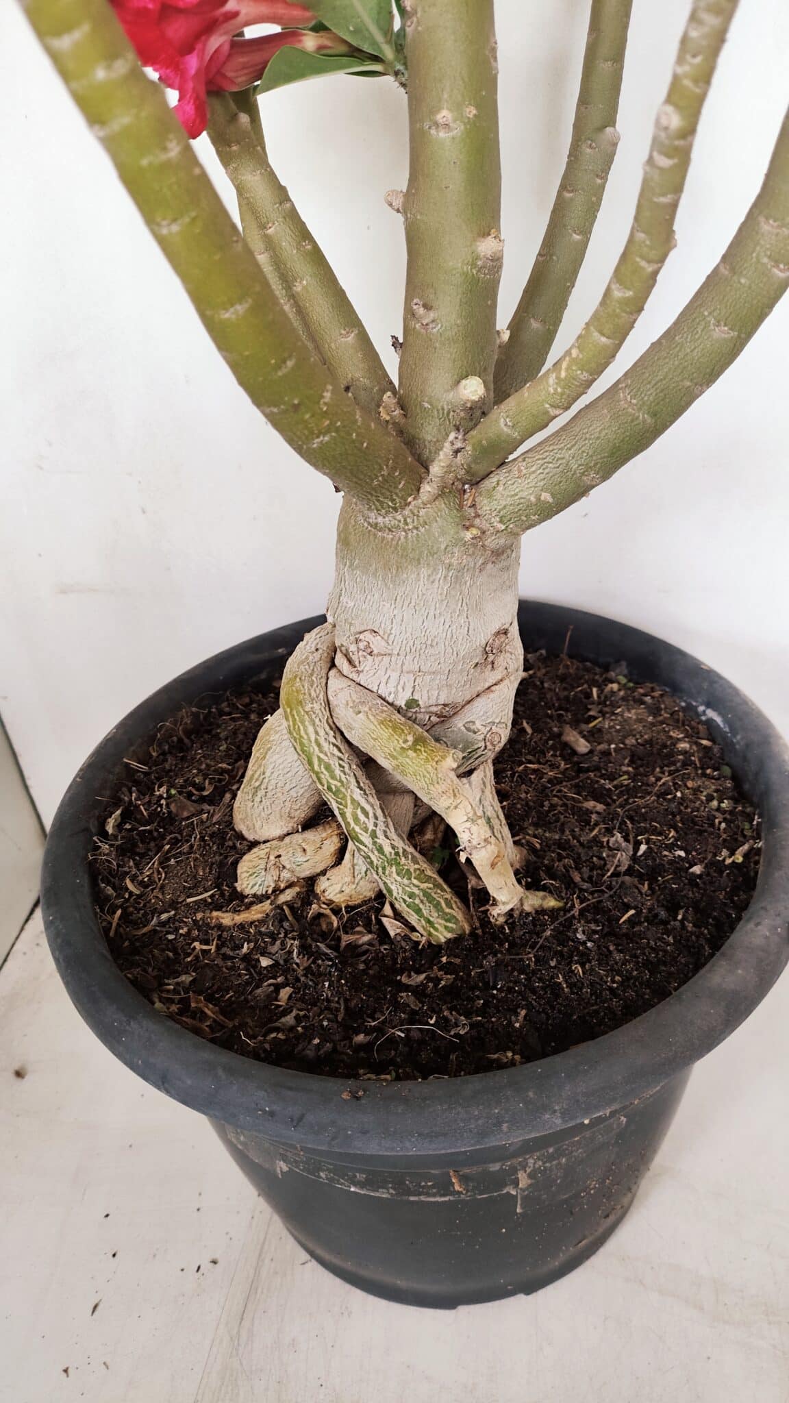 Planta Simples 3147 – 65cm – 05 anos - foto 12