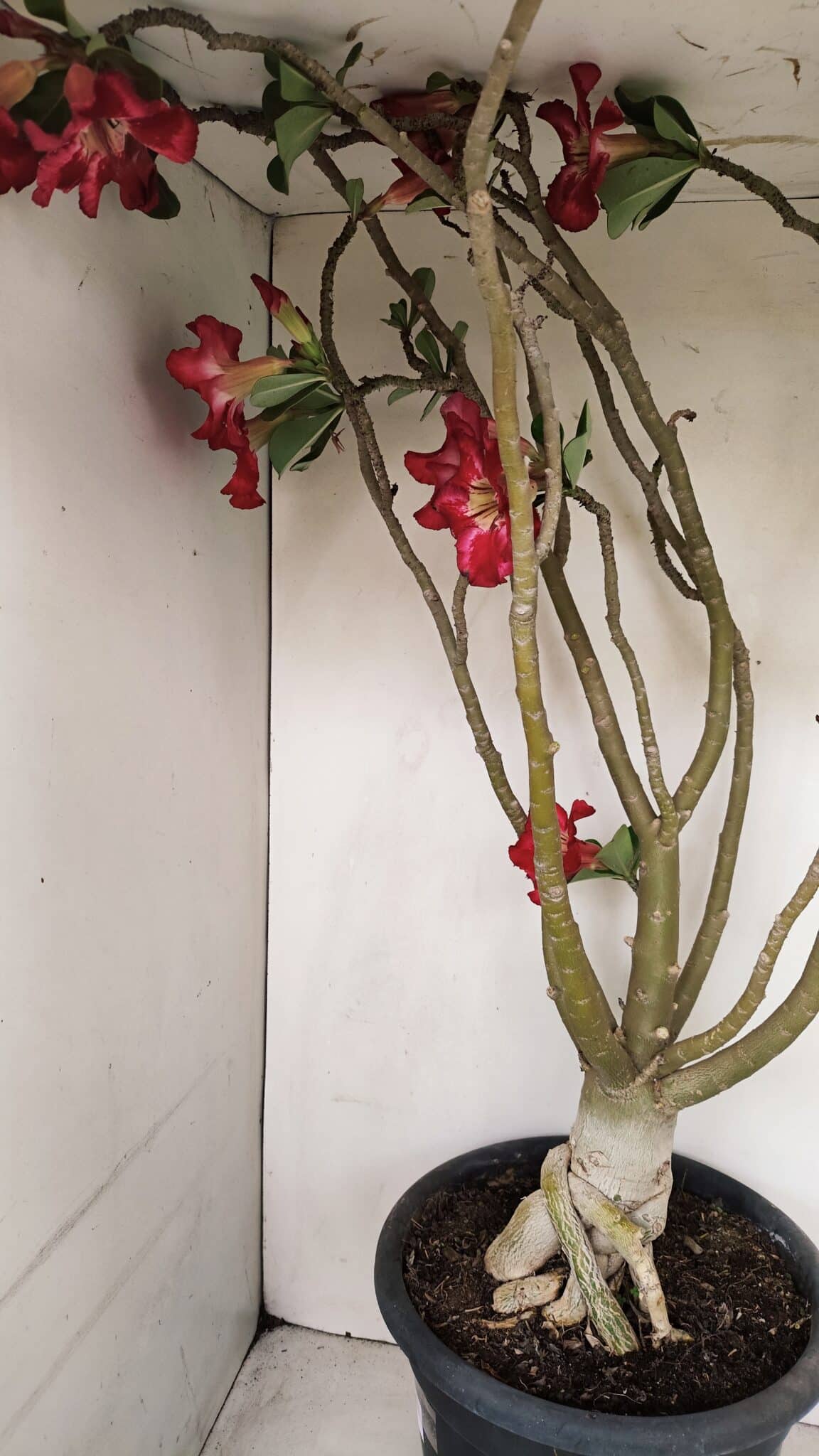 Planta Simples 3147 – 65cm – 05 anos - foto 11