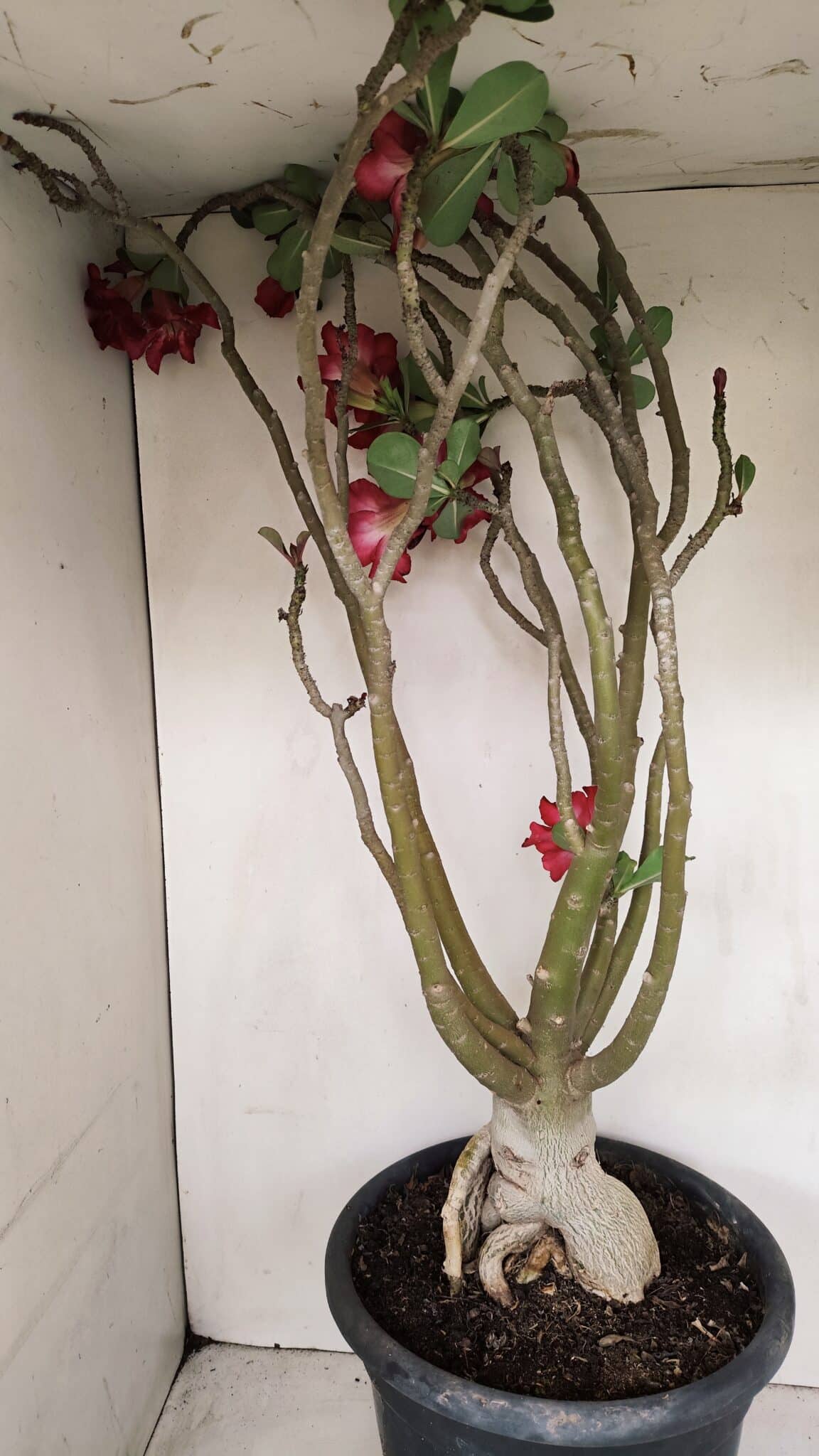 Planta Simples 3147 – 65cm – 05 anos - foto 10