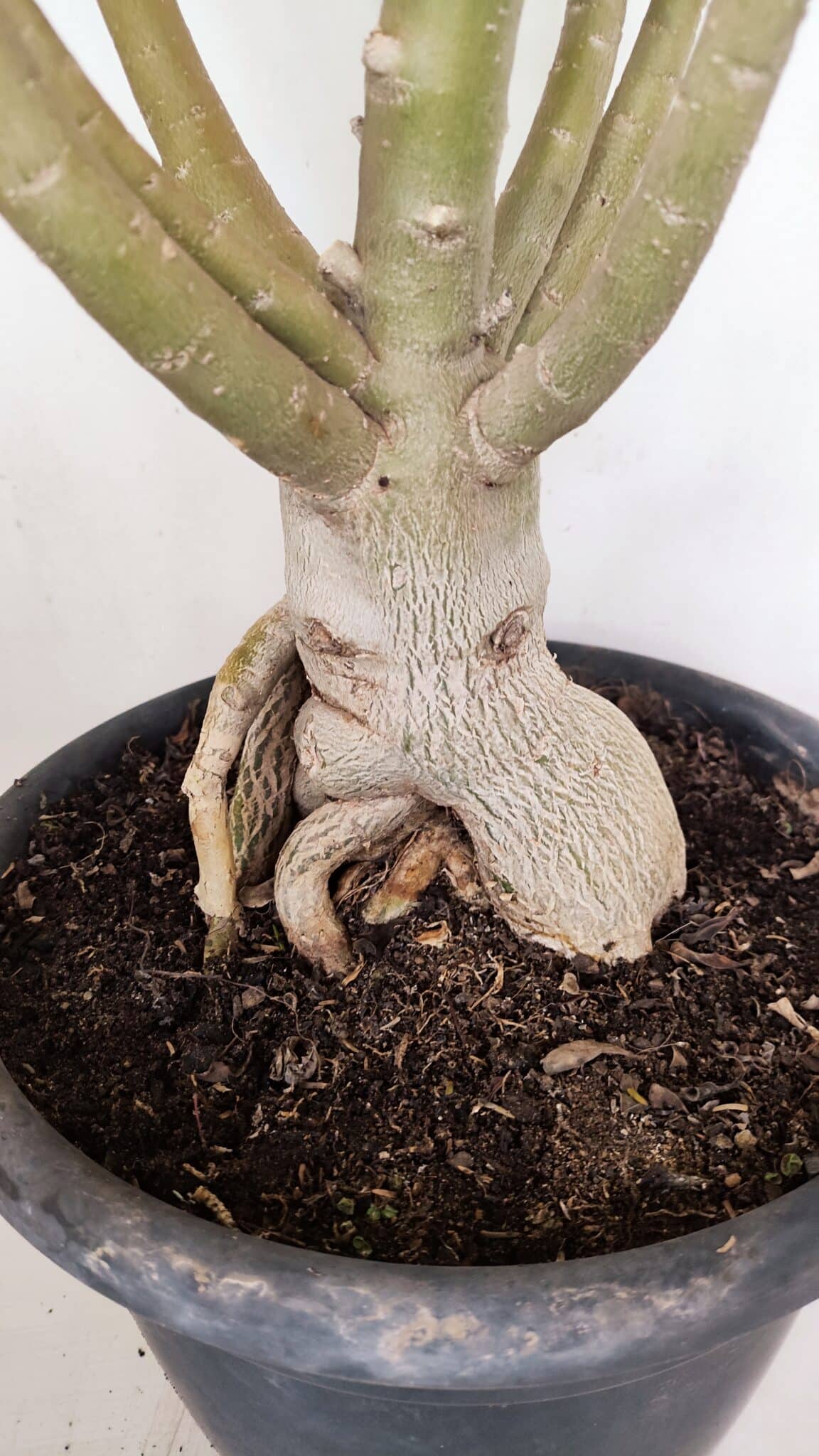 Planta Simples 3147 – 65cm – 05 anos - foto 7