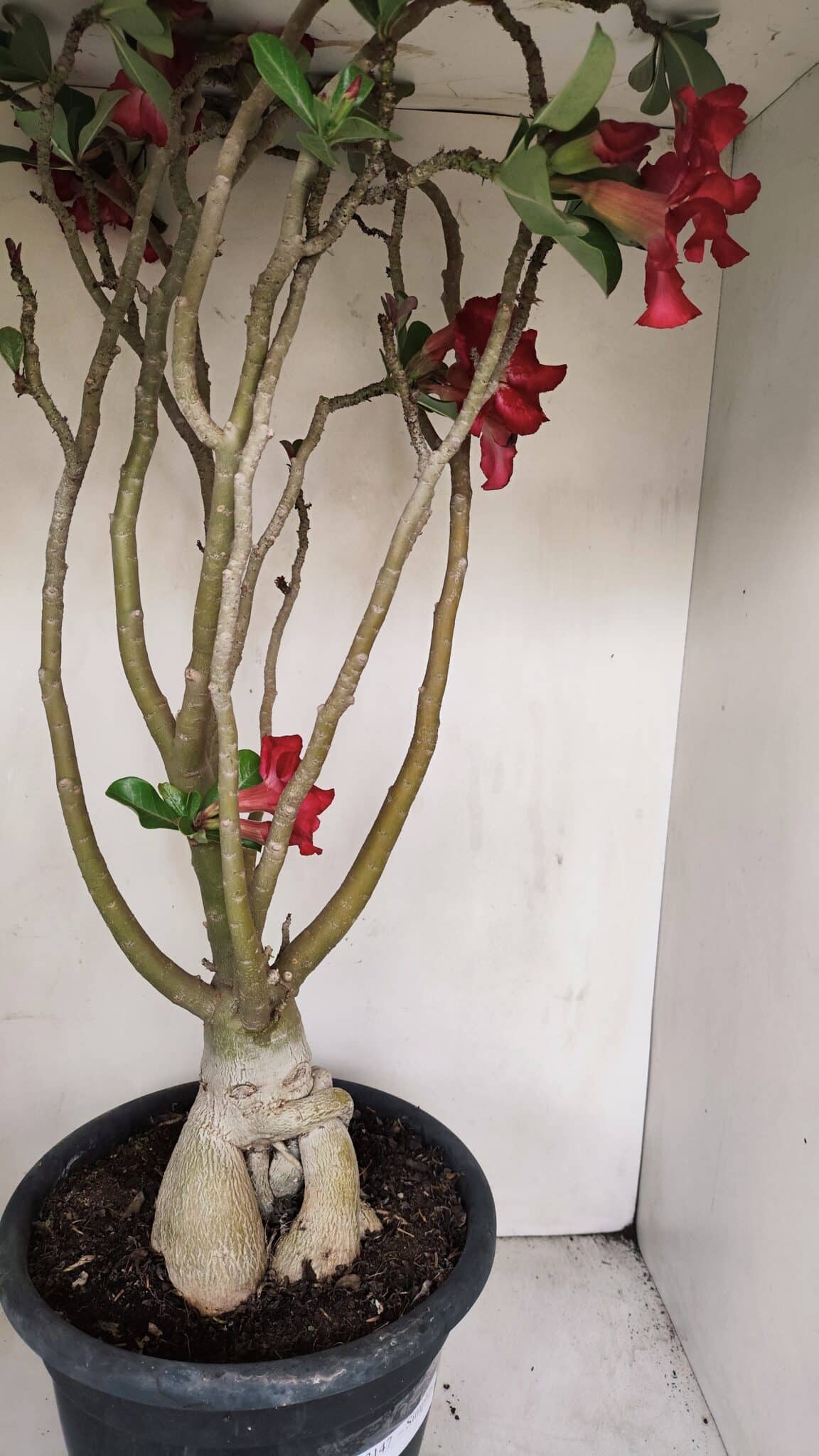 Planta Simples 3147 – 65cm – 05 anos - foto 9