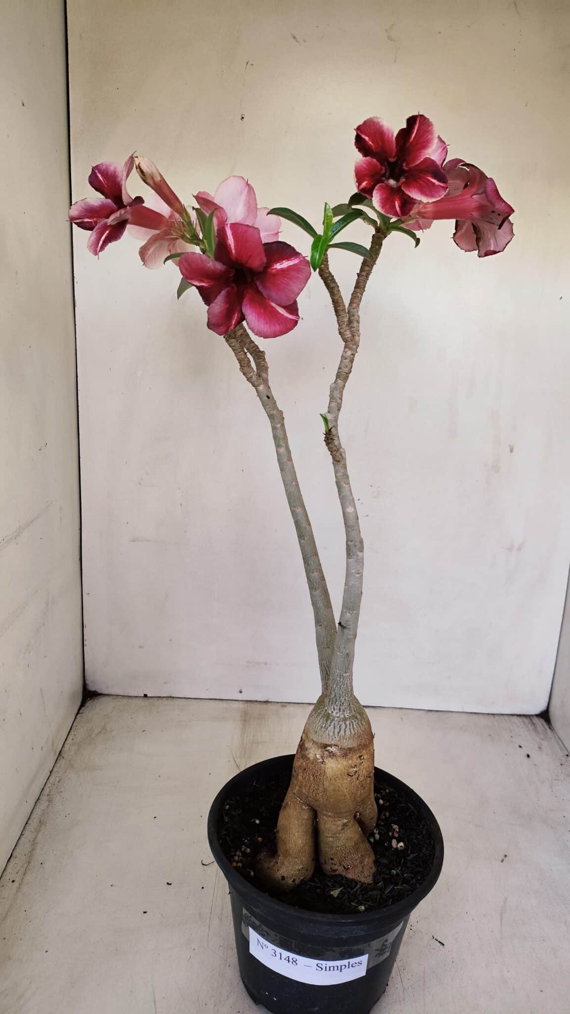 Planta Simples 3148 – 40cm – 03 anos - foto 2