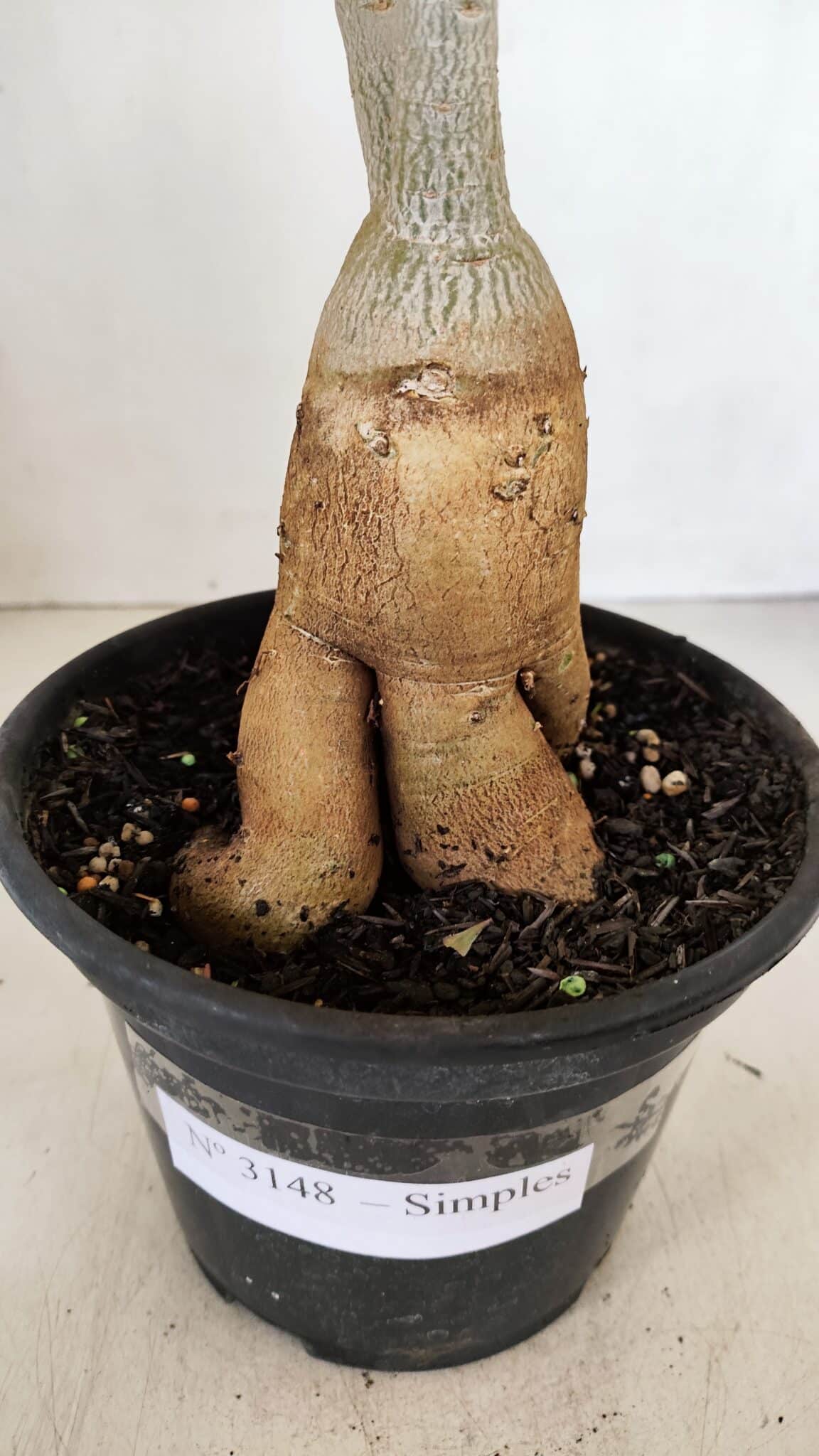 Planta Simples 3148 – 40cm – 03 anos - foto 9