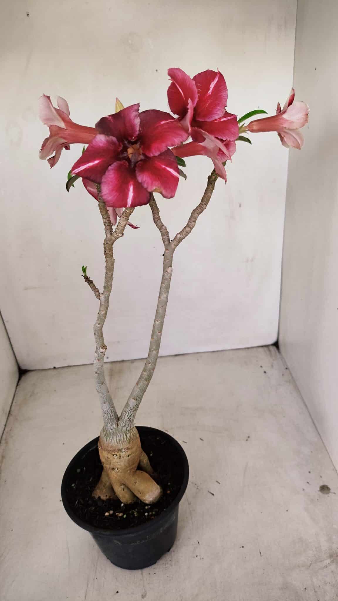 Planta Simples 3148 – 40cm – 03 anos - foto 8