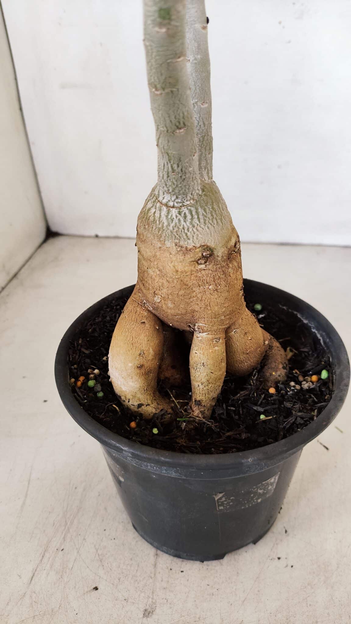 Planta Simples 3148 – 40cm – 03 anos - foto 7
