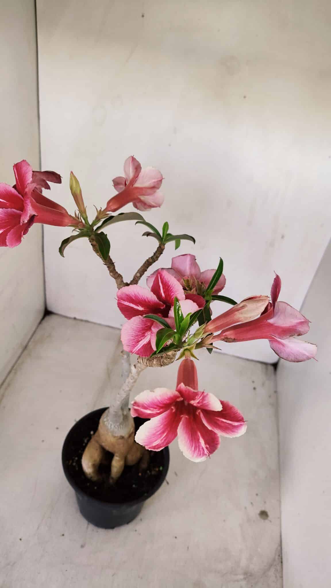 Planta Simples 3148 – 40cm – 03 anos - foto 6