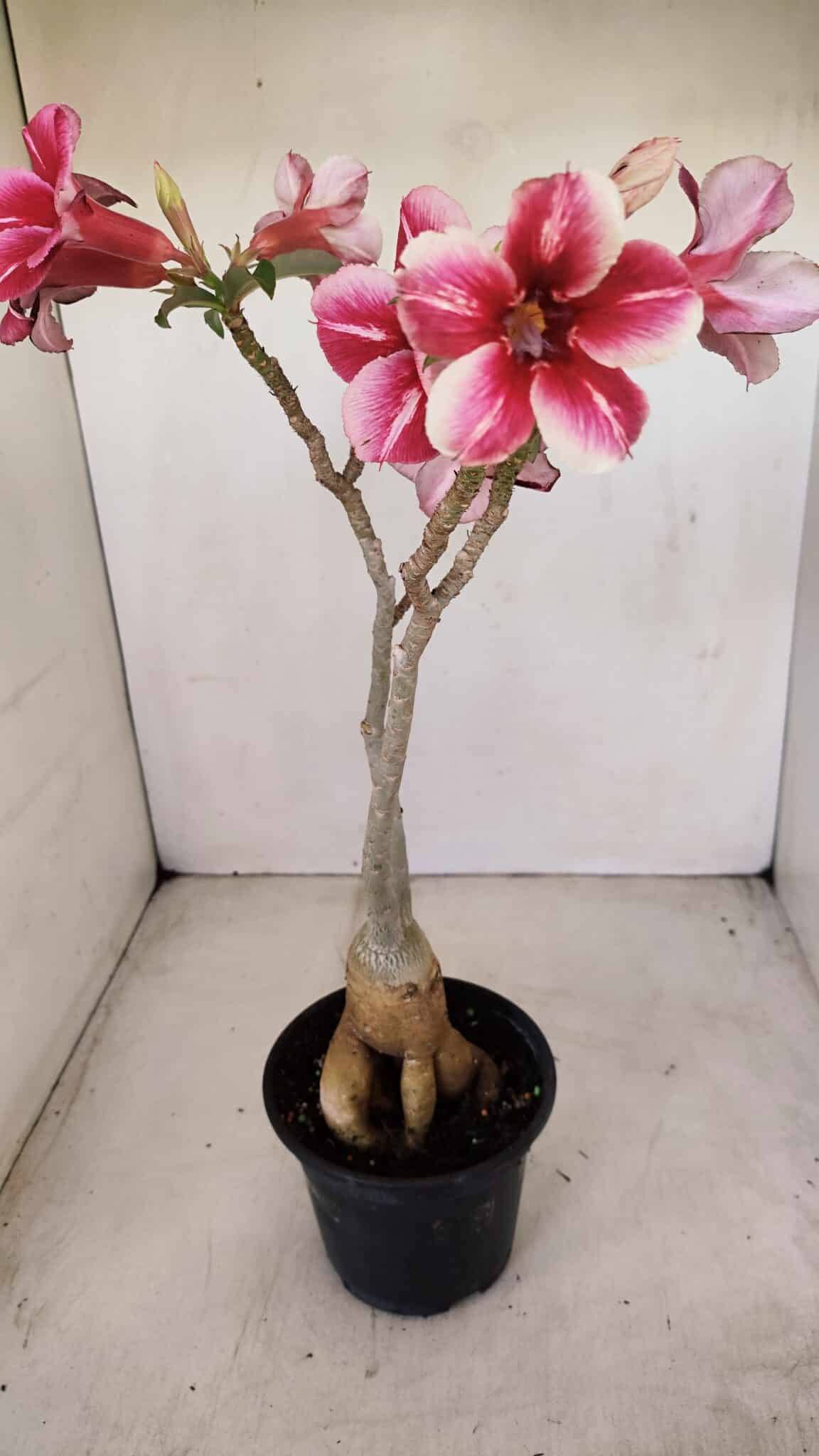 Planta Simples 3148 – 40cm – 03 anos - foto 5