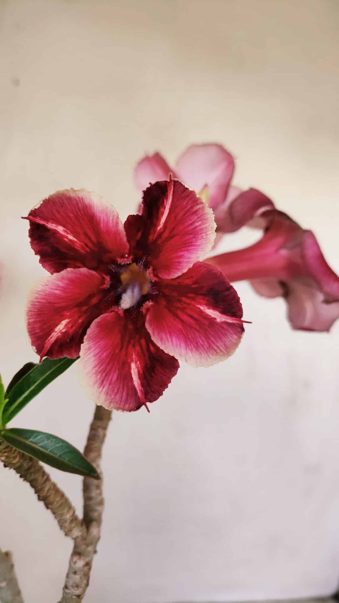 Planta Simples 3148 – 40cm – 03 anos - foto 3