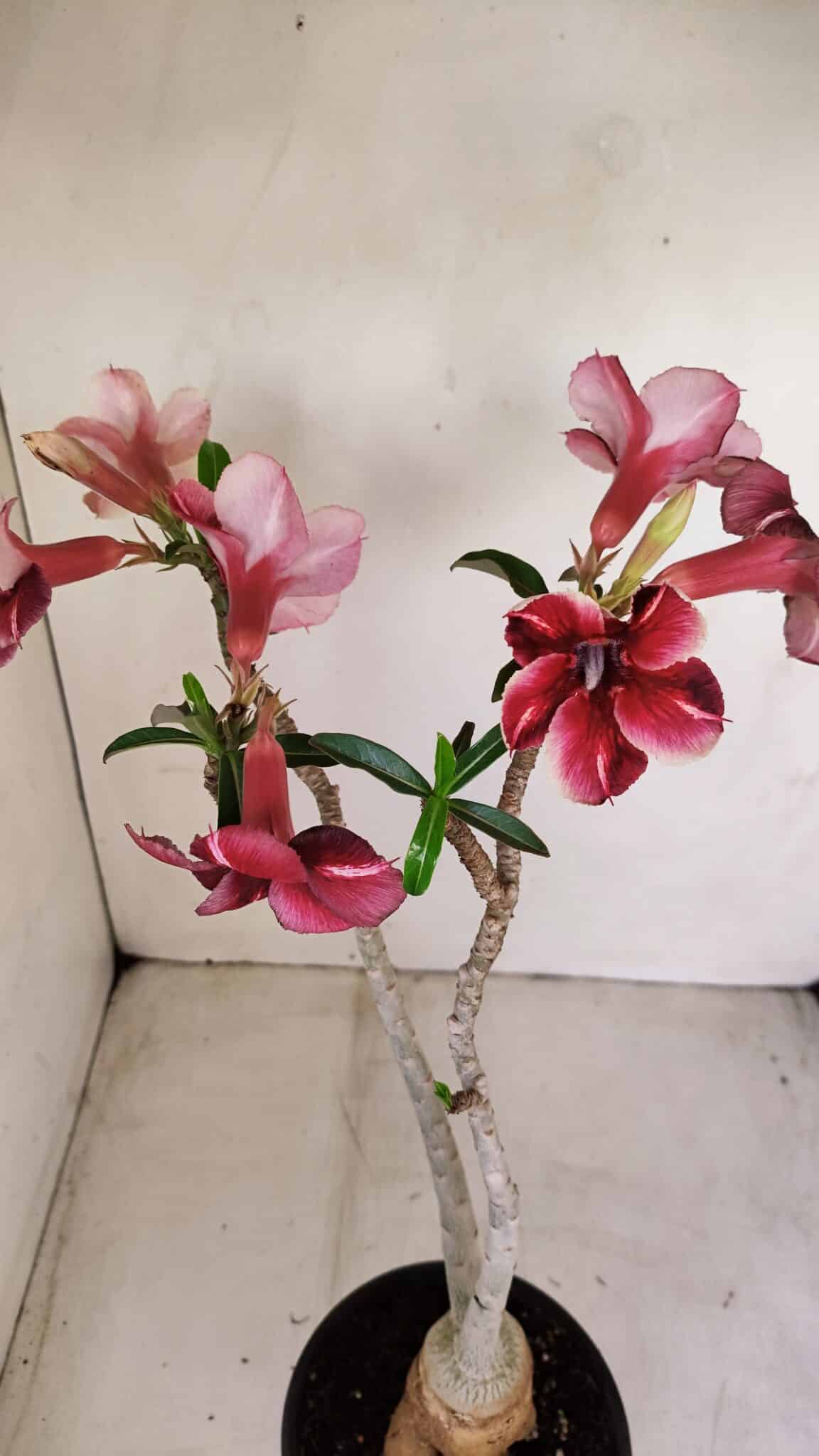 Planta Simples 3148 – 40cm – 03 anos - foto 4