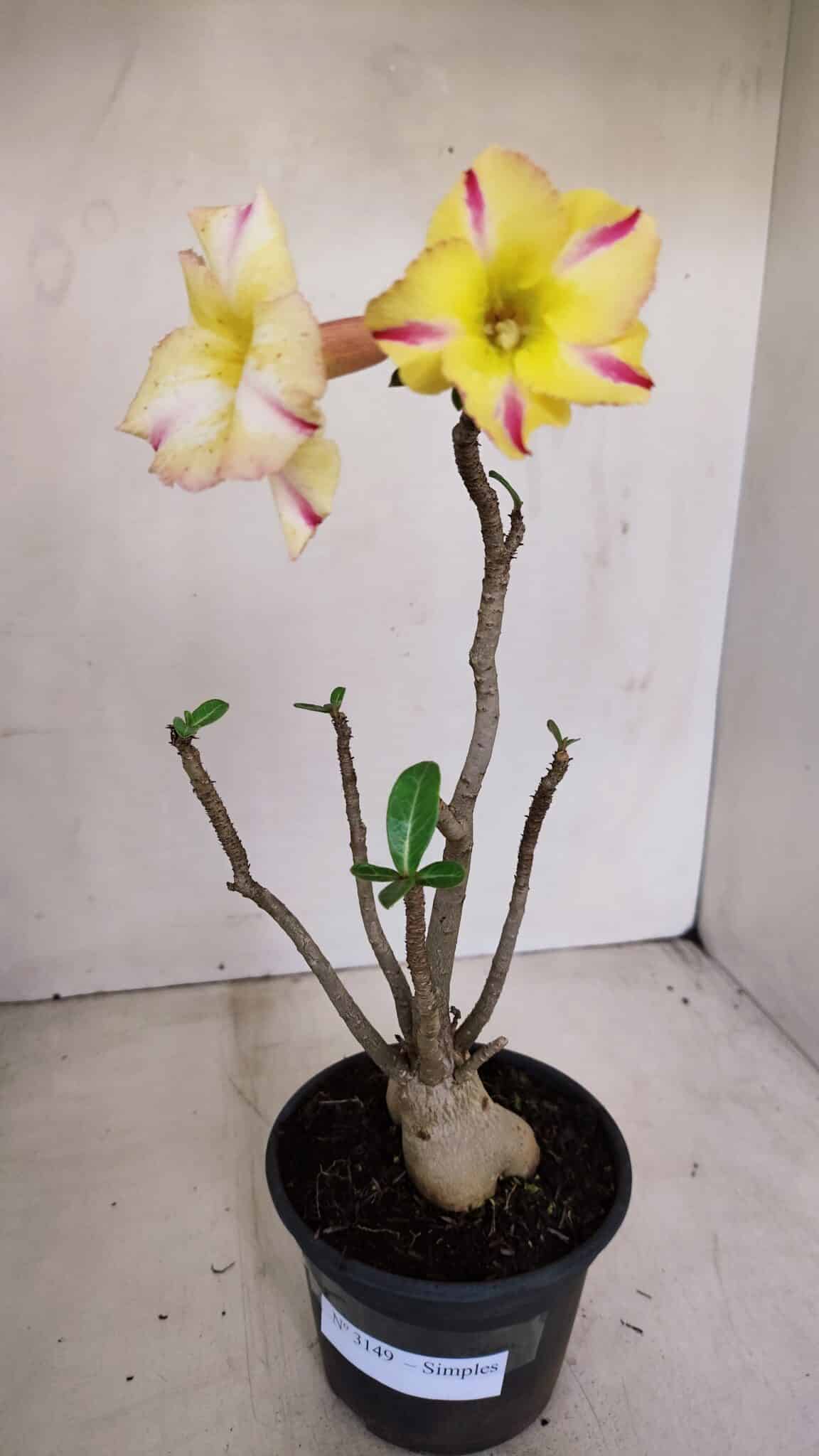 Planta Simples 3149 – 30cm – 03 anos - foto 2