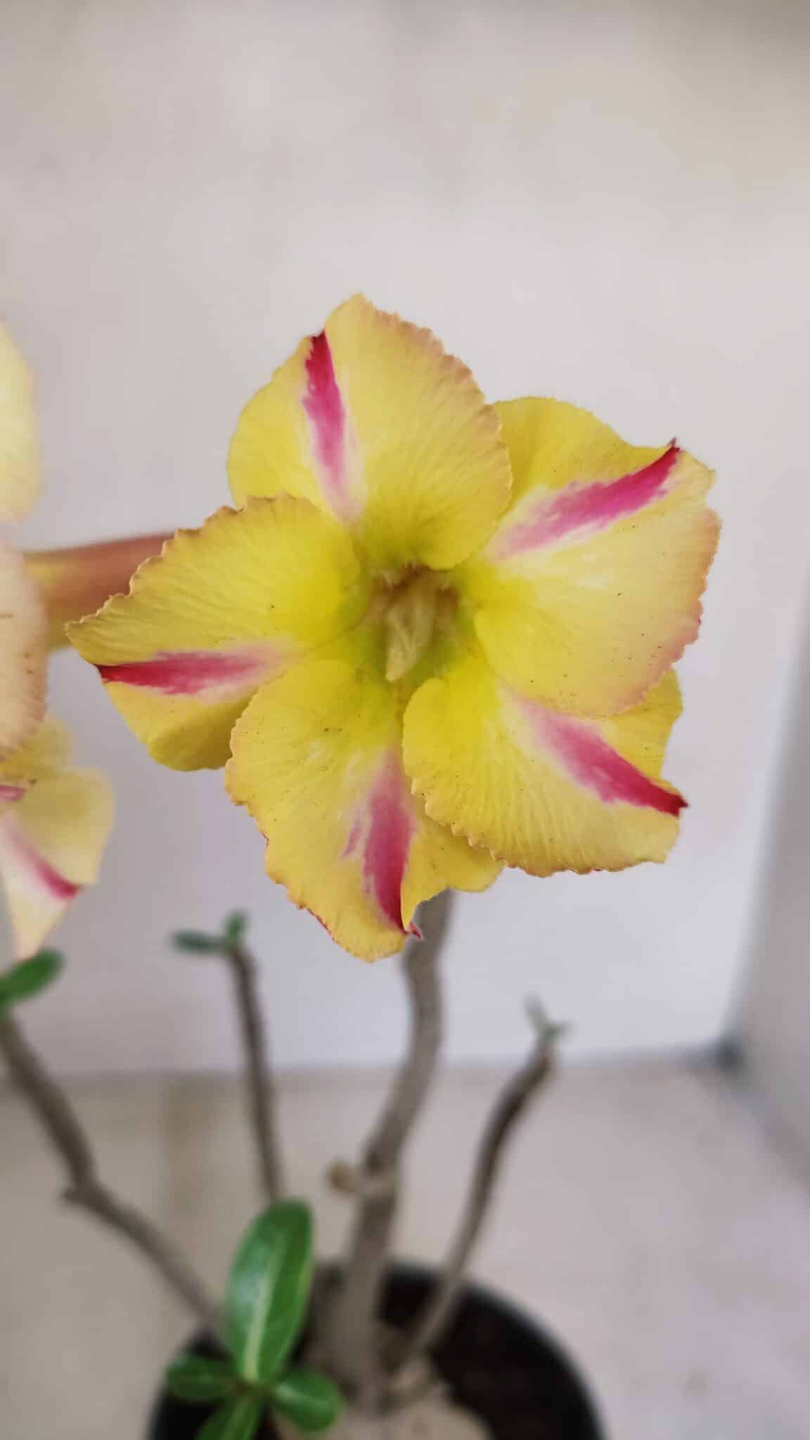 Planta Simples 3149 – 30cm – 03 anos - foto 3