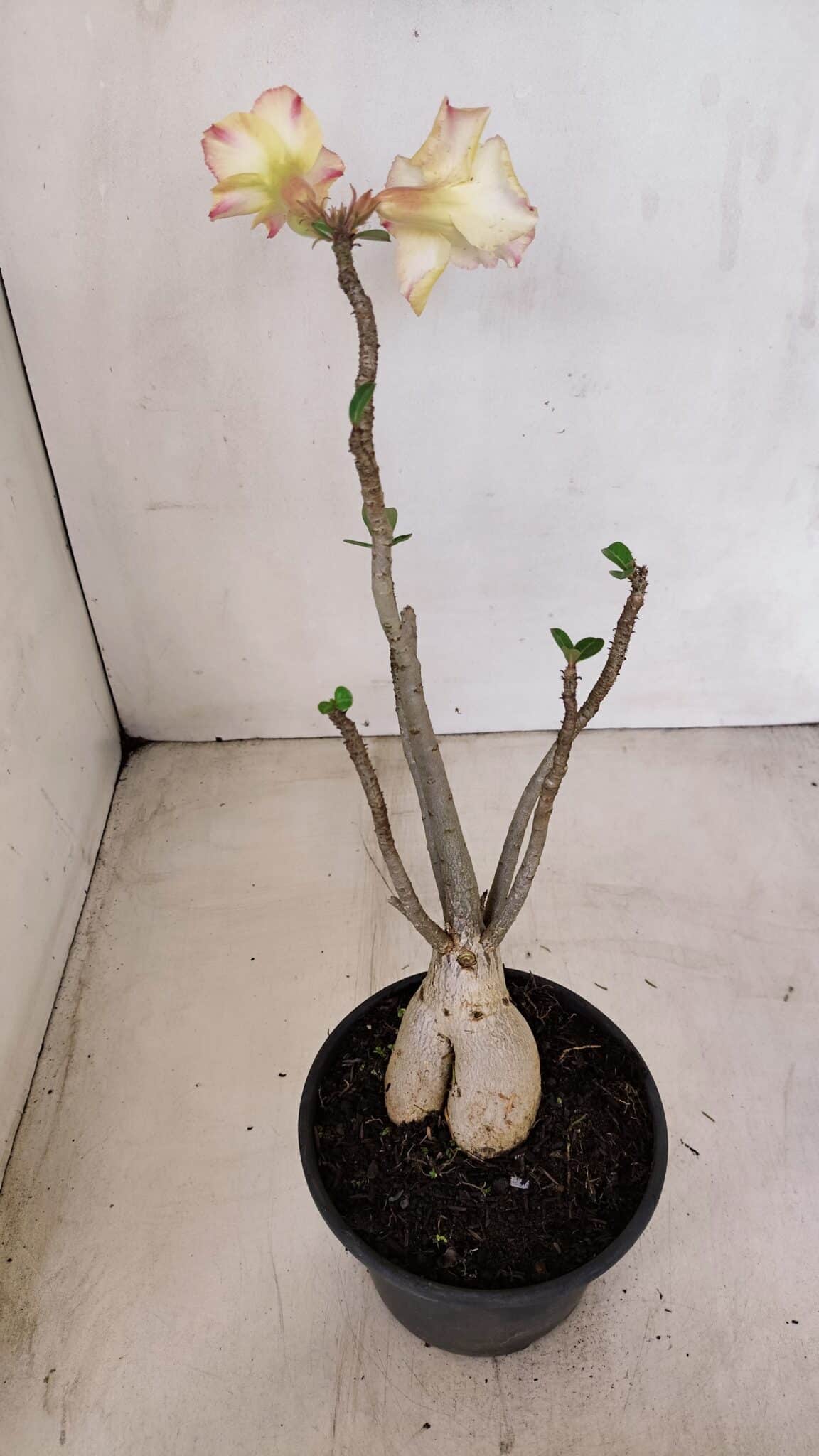 Planta Simples 3149 – 30cm – 03 anos - foto 6