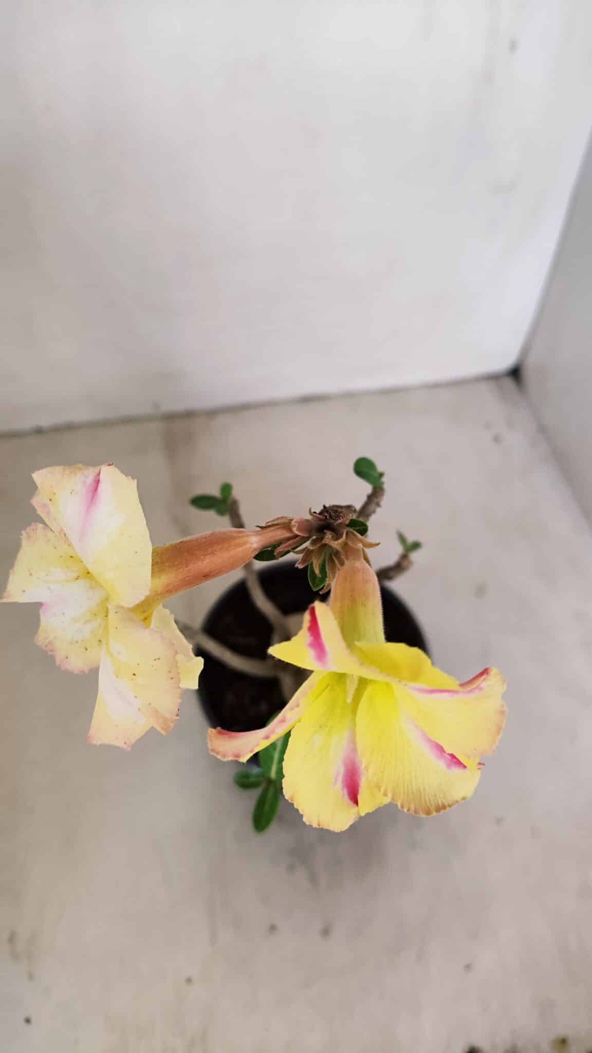 Planta Simples 3149 – 30cm – 03 anos - foto 4