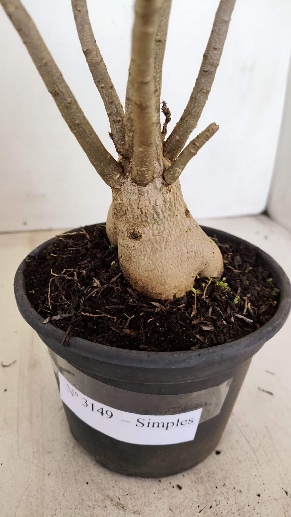Planta Simples 3149 – 30cm – 03 anos - foto 5