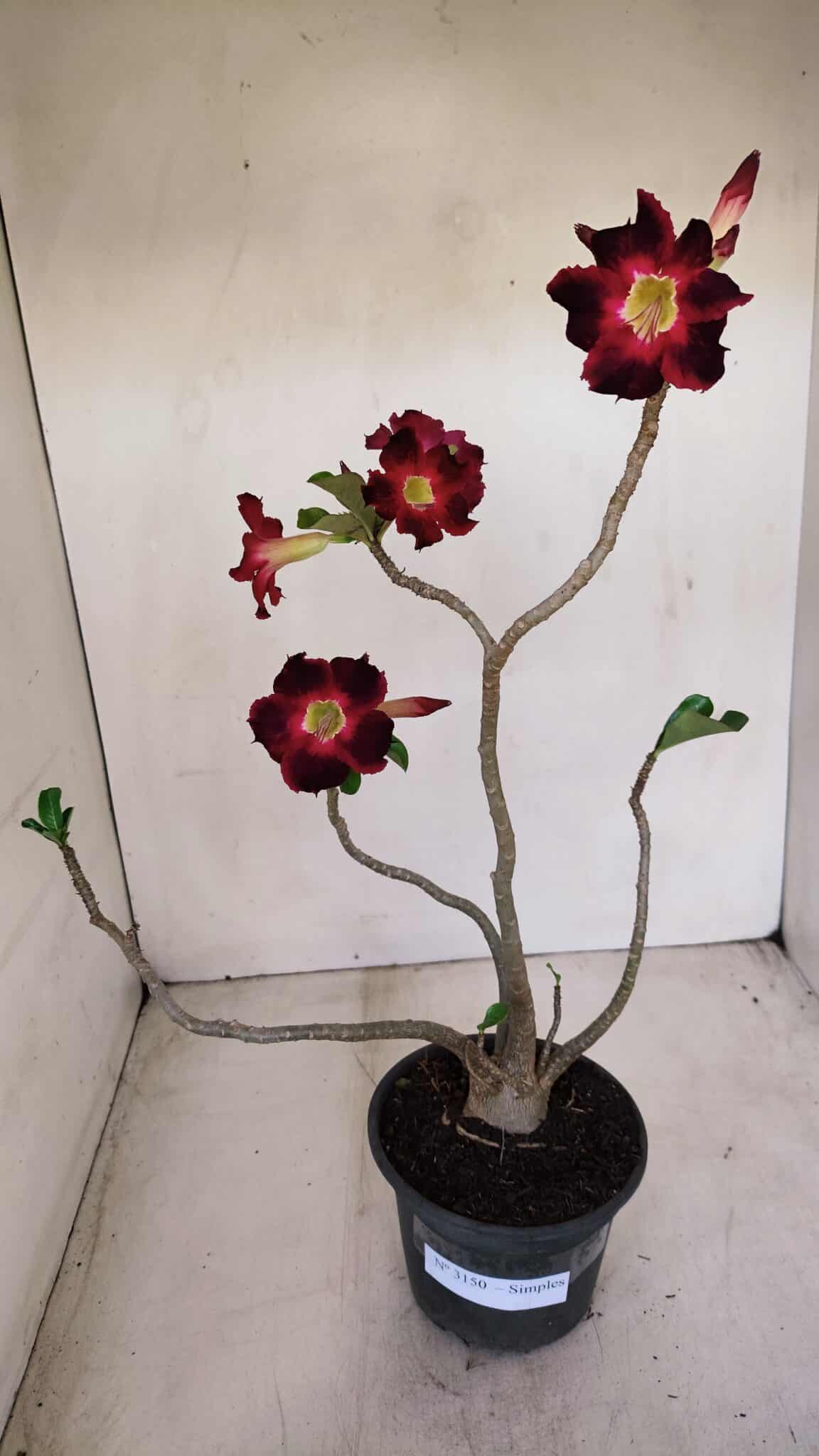 Planta Simples 3150 – 35cm – 03 anos - foto 2