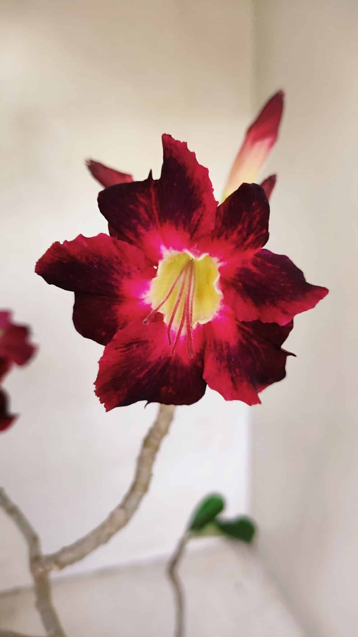 Planta Simples 3150 – 35cm – 03 anos - foto 3