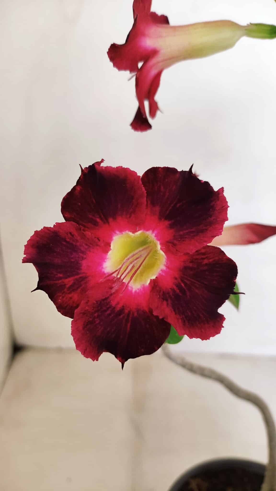 Planta Simples 3150 – 35cm – 03 anos - foto 4