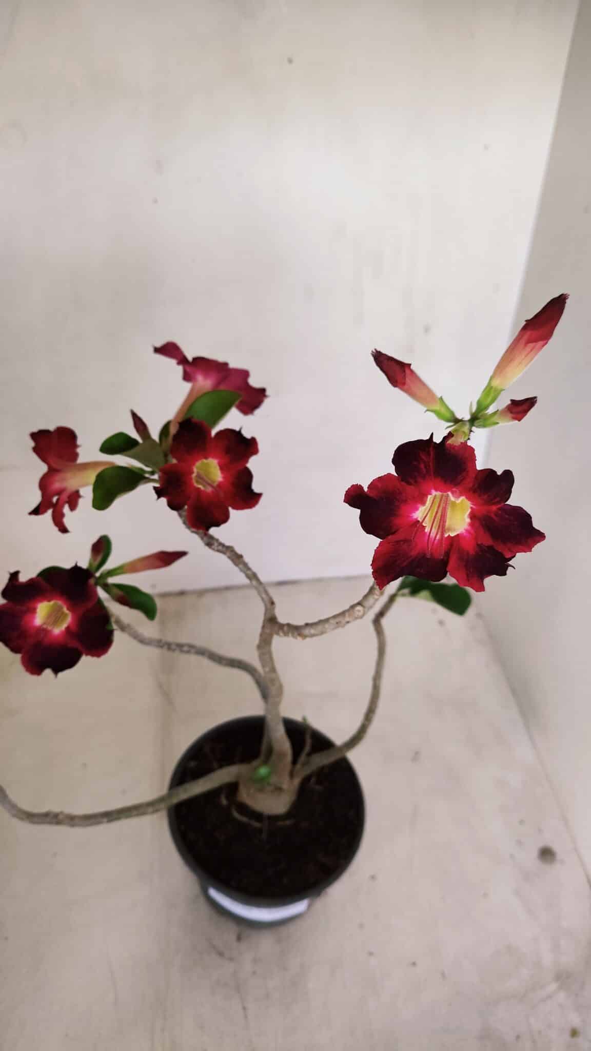 Planta Simples 3150 – 35cm – 03 anos - foto 5