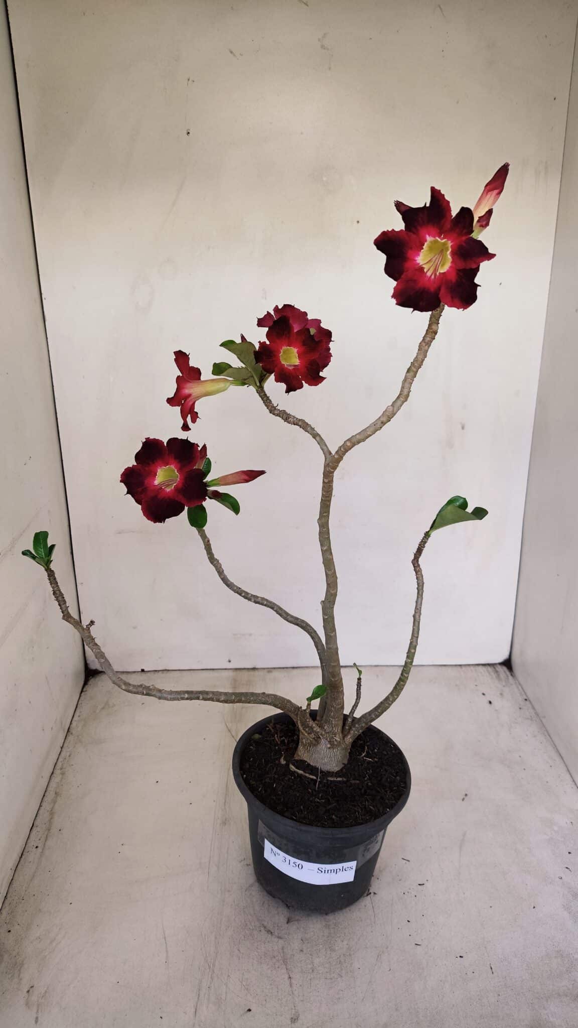 Planta Simples 3150 – 35cm – 03 anos - foto 8