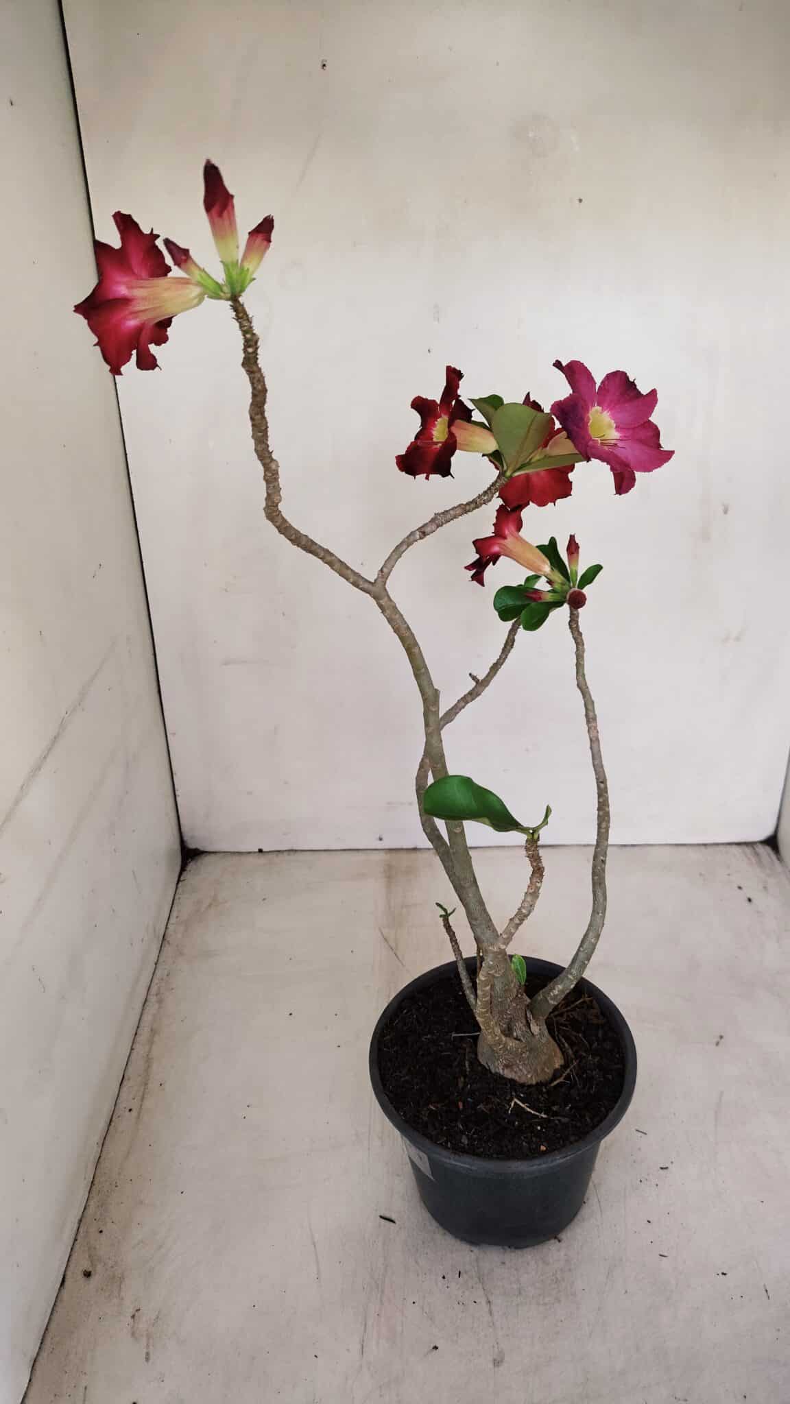 Planta Simples 3150 – 35cm – 03 anos - foto 7
