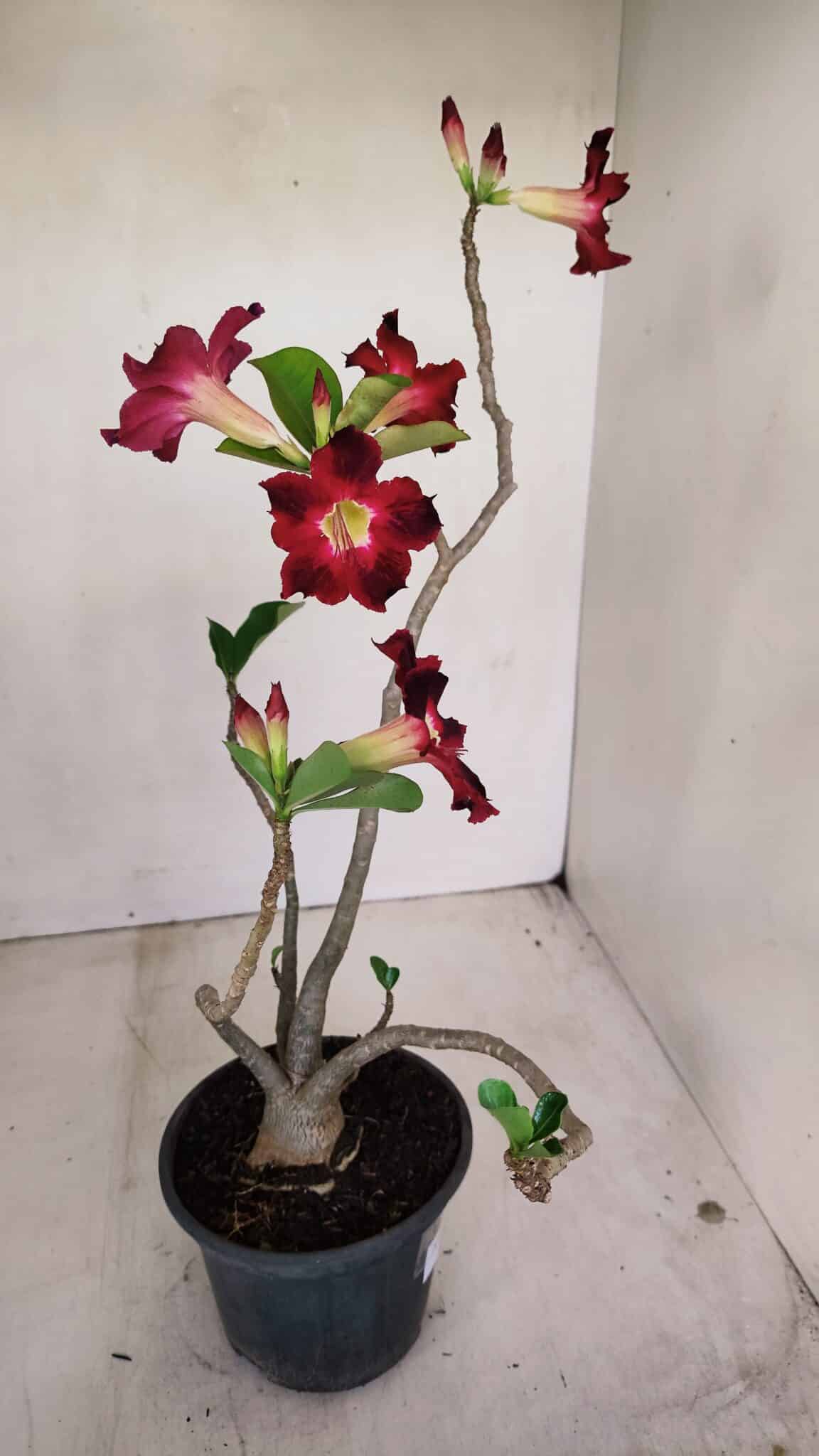 Planta Simples 3150 – 35cm – 03 anos - foto 6