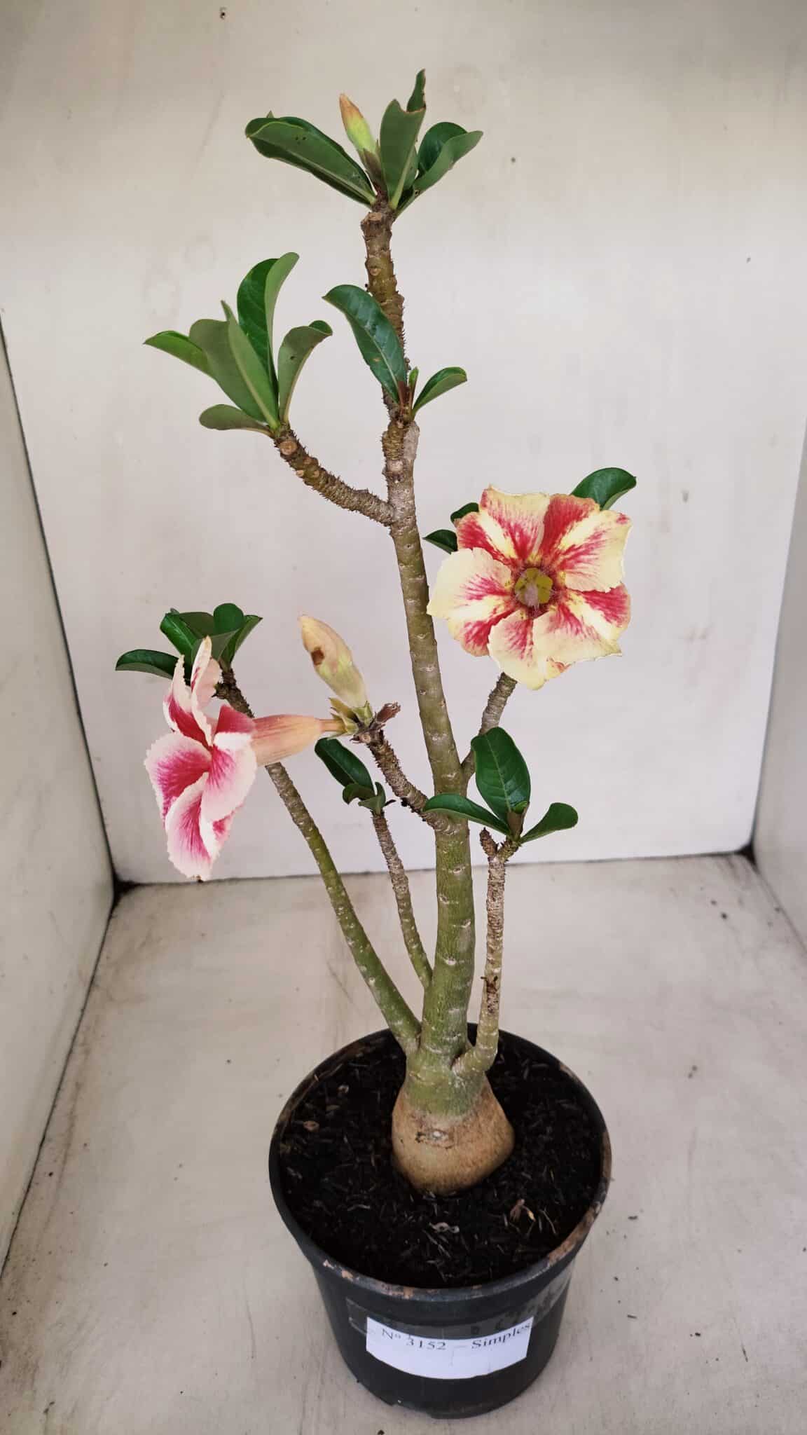 Planta Simples 3152 – 35cm – 03 anos - foto 2