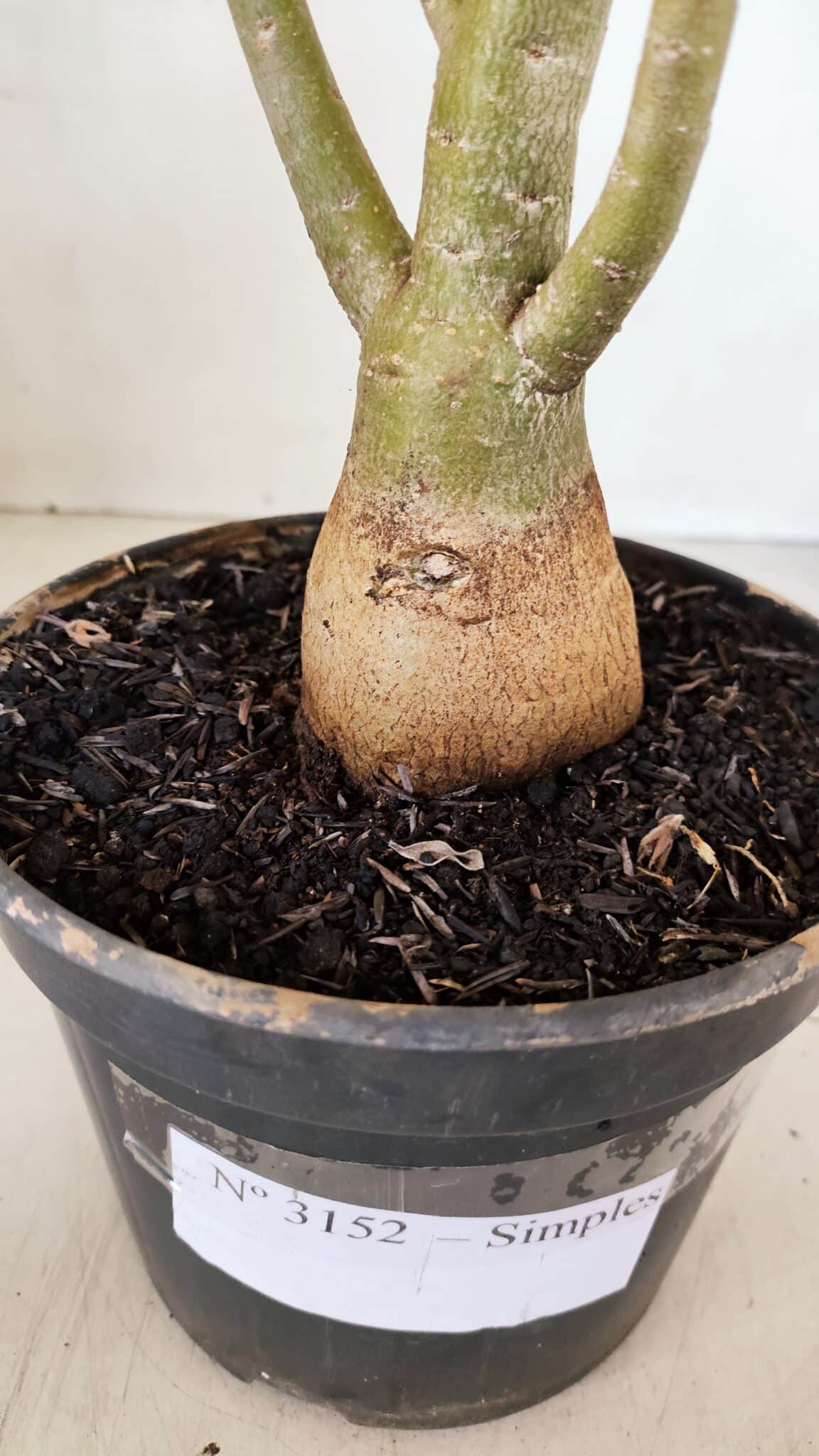 Planta Simples 3152 – 35cm – 03 anos - foto 6