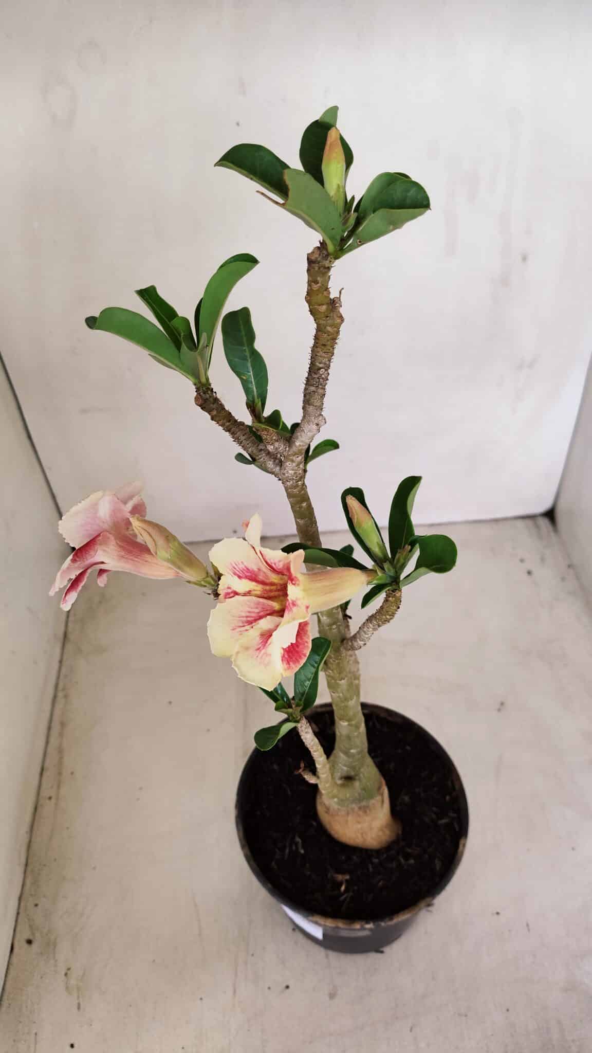 Planta Simples 3152 – 35cm – 03 anos - foto 5