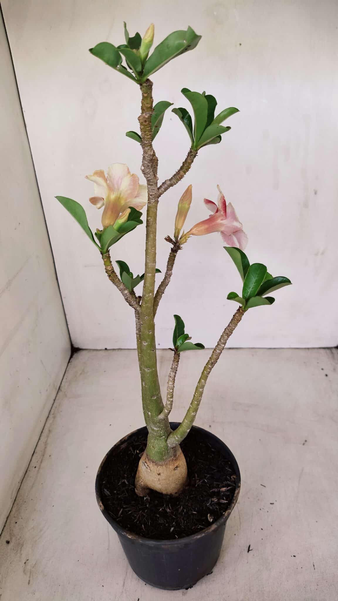 Planta Simples 3152 – 35cm – 03 anos - foto 4