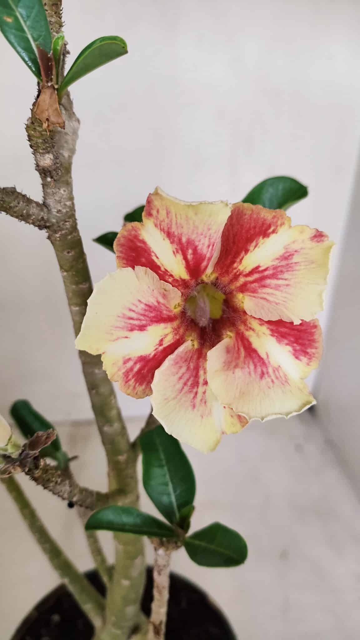 Planta Simples 3152 – 35cm – 03 anos - foto 3