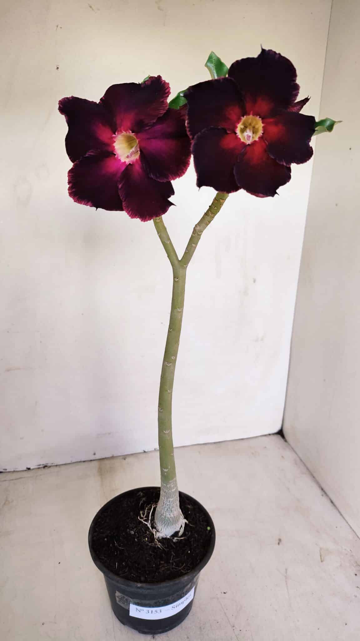 Planta Simples 3153 – 35cm – 03 anos - foto 2