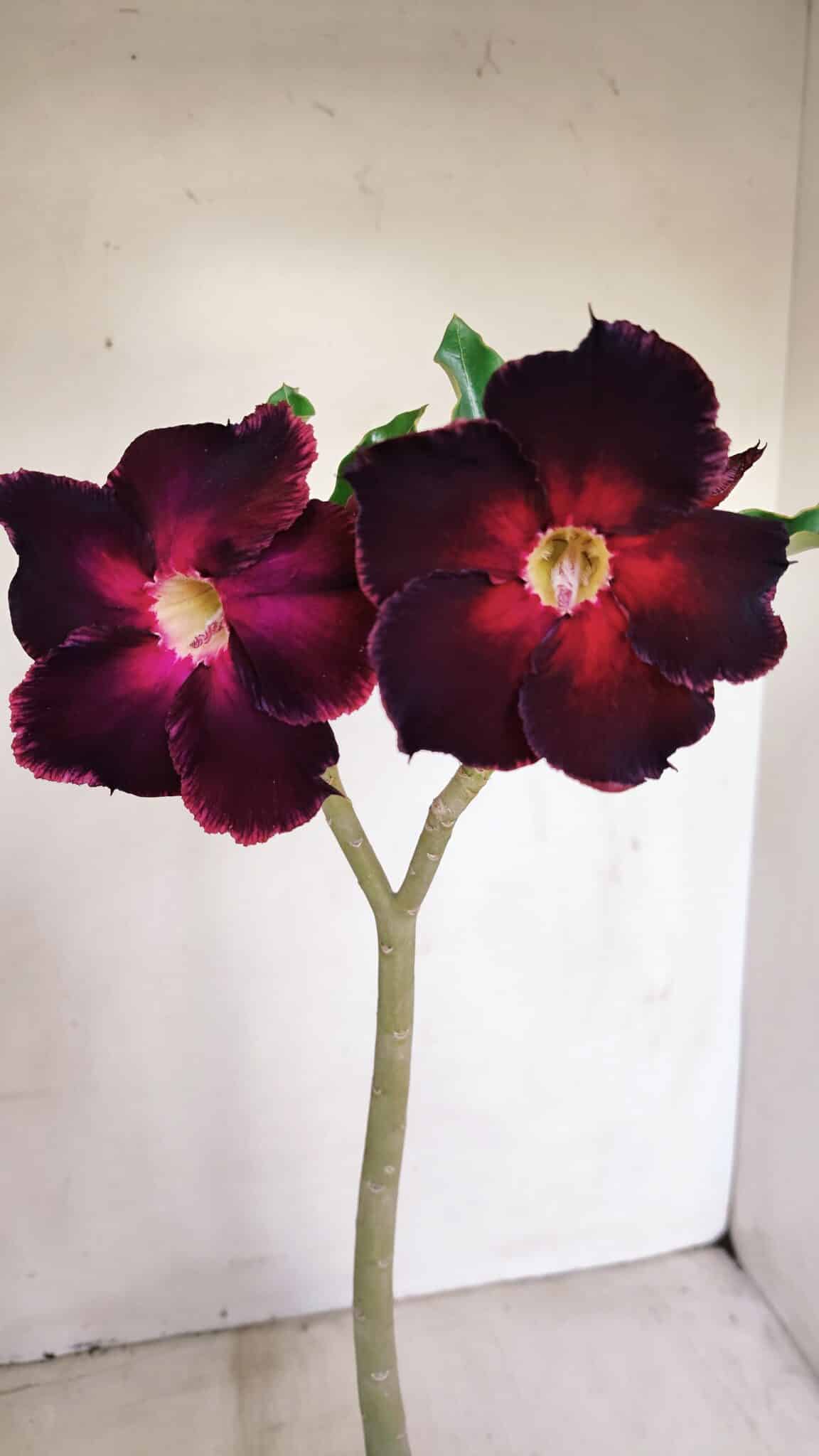 Planta Simples 3153 – 35cm – 03 anos - foto 3