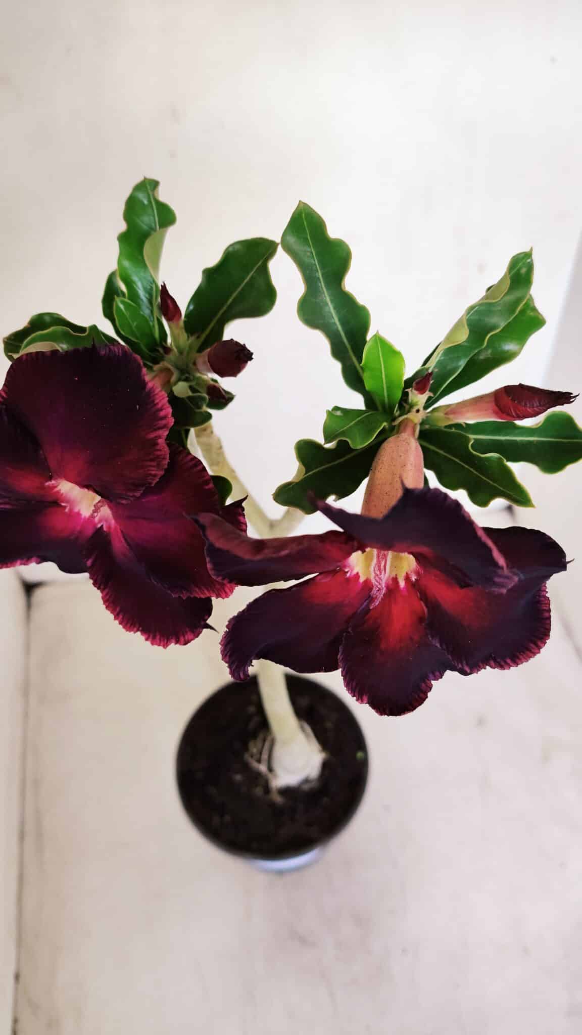 Planta Simples 3153 – 35cm – 03 anos - foto 4