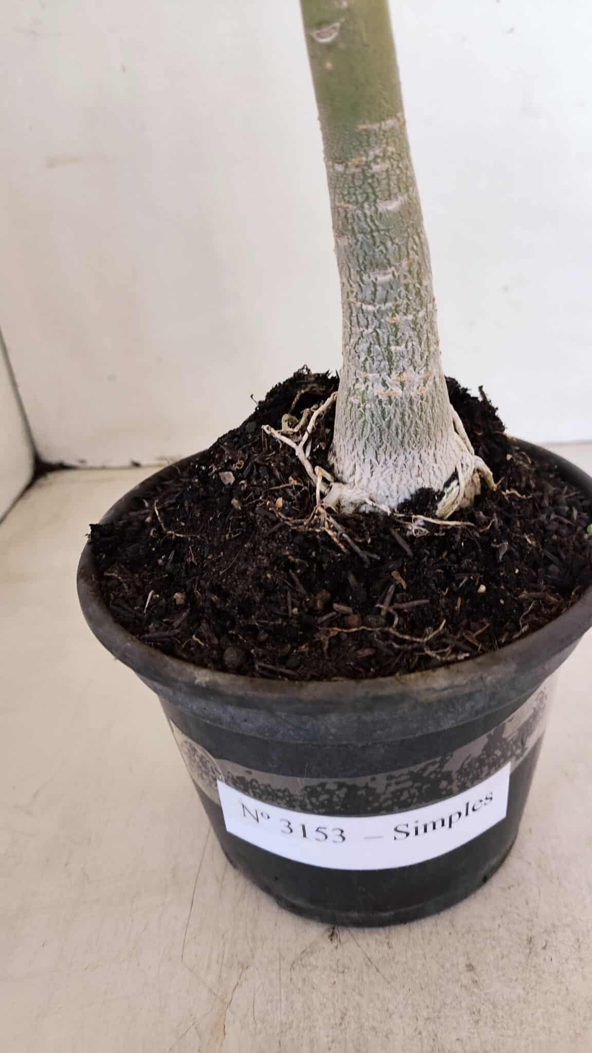 Planta Simples 3153 – 35cm – 03 anos - foto 7