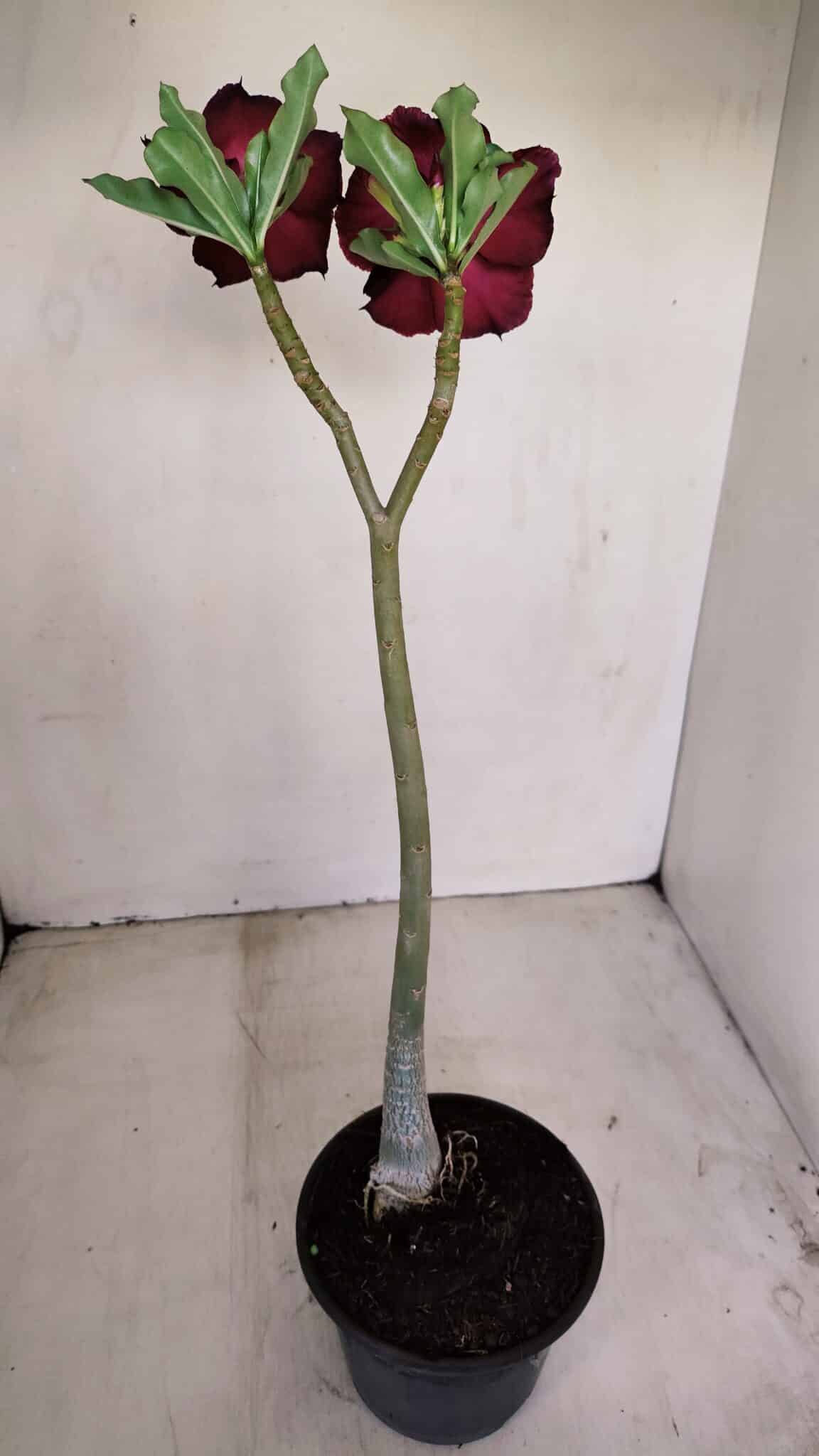 Planta Simples 3153 – 35cm – 03 anos - foto 6