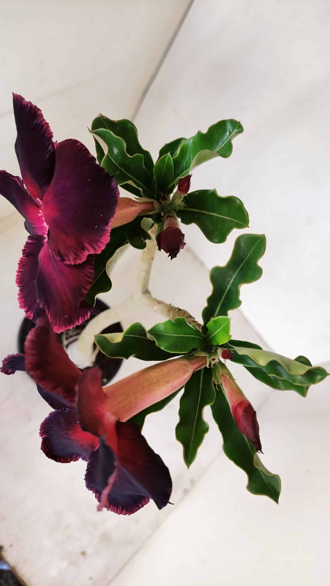 Planta Simples 3153 – 35cm – 03 anos - foto 5