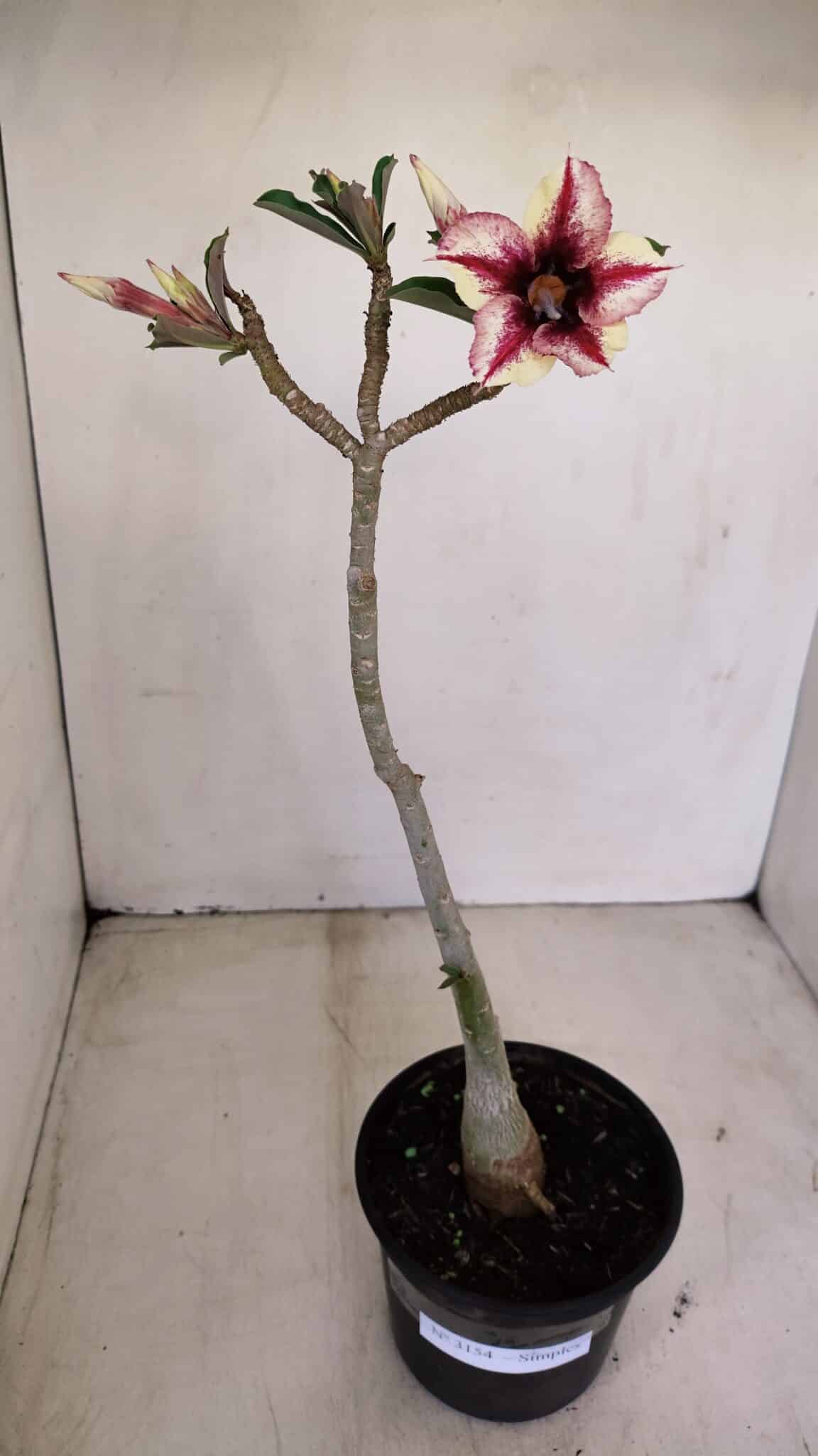 Planta Simples 3154 – 30cm – 02 anos - foto 2