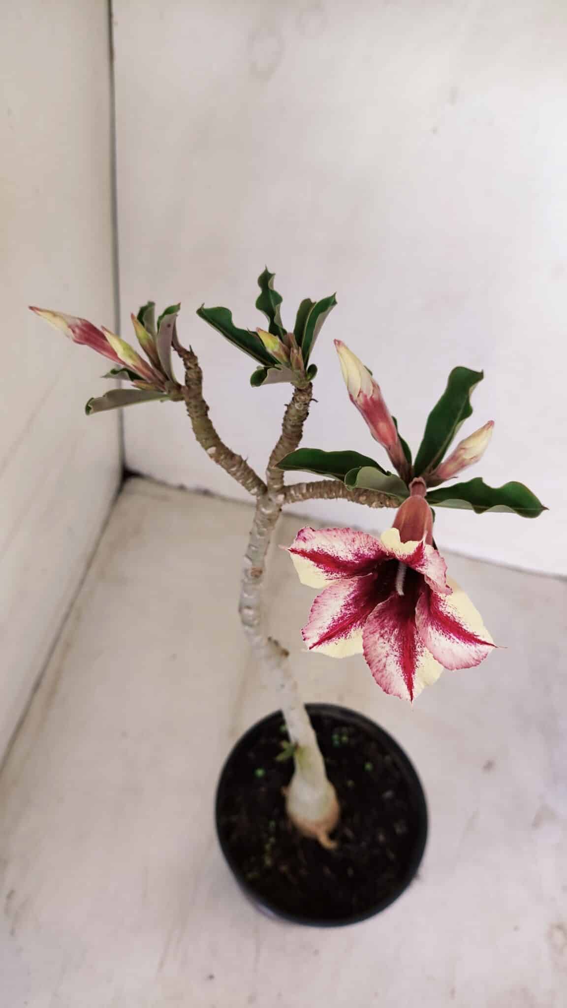 Planta Simples 3154 – 30cm – 02 anos - foto 4