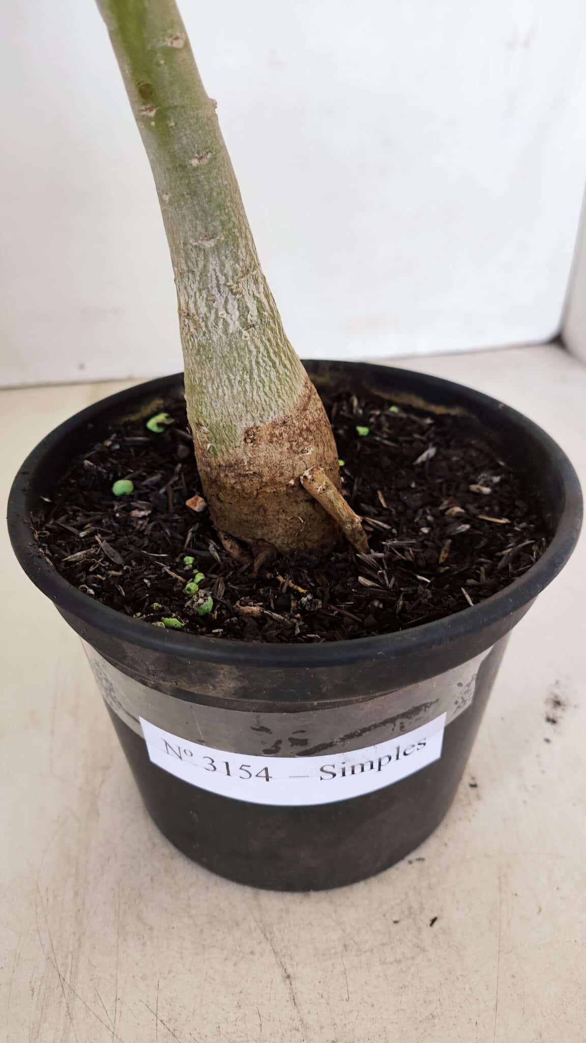 Planta Simples 3154 – 30cm – 02 anos - foto 6