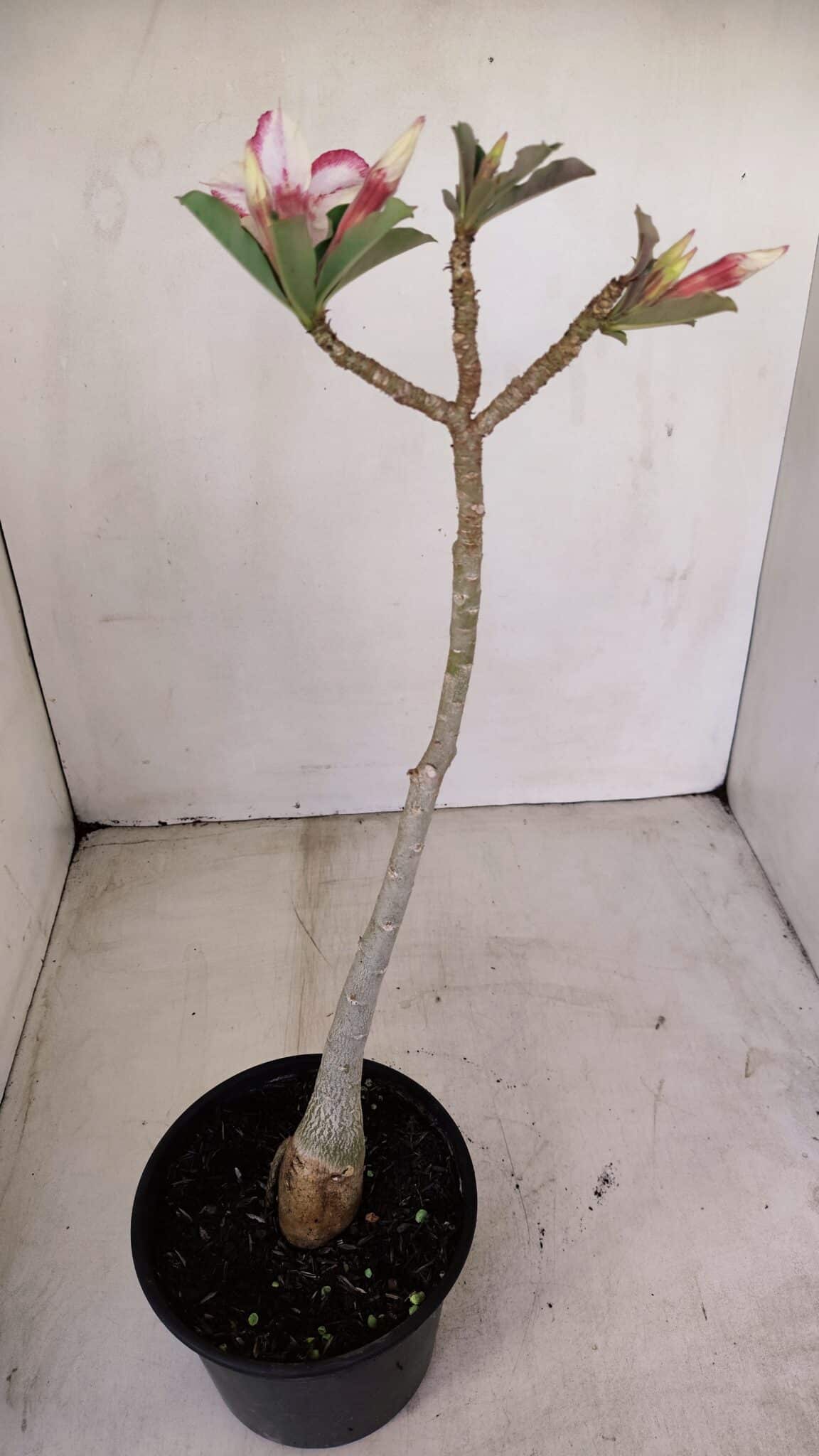 Planta Simples 3154 – 30cm – 02 anos - foto 5