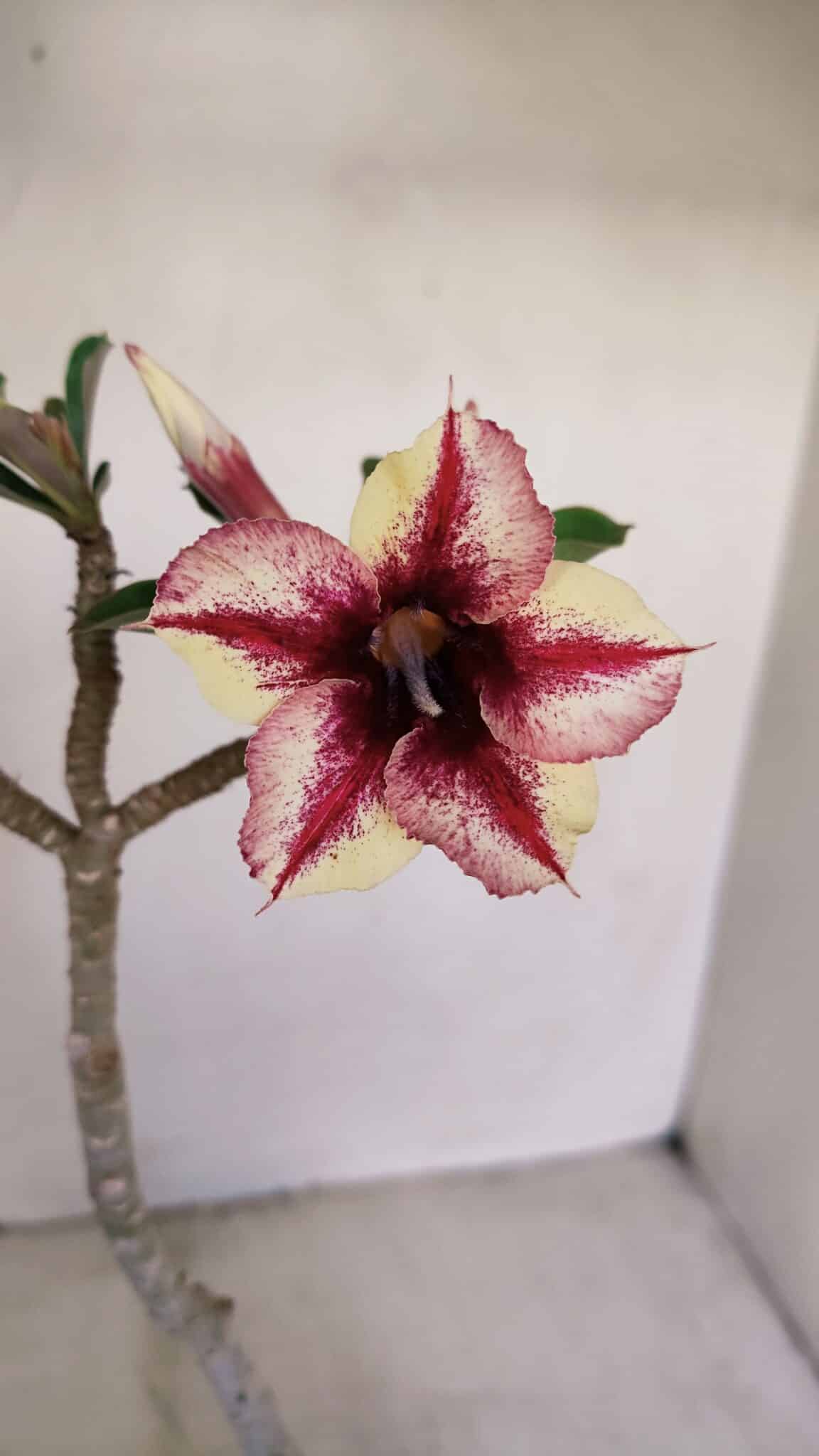 Planta Simples 3154 – 30cm – 02 anos - foto 3