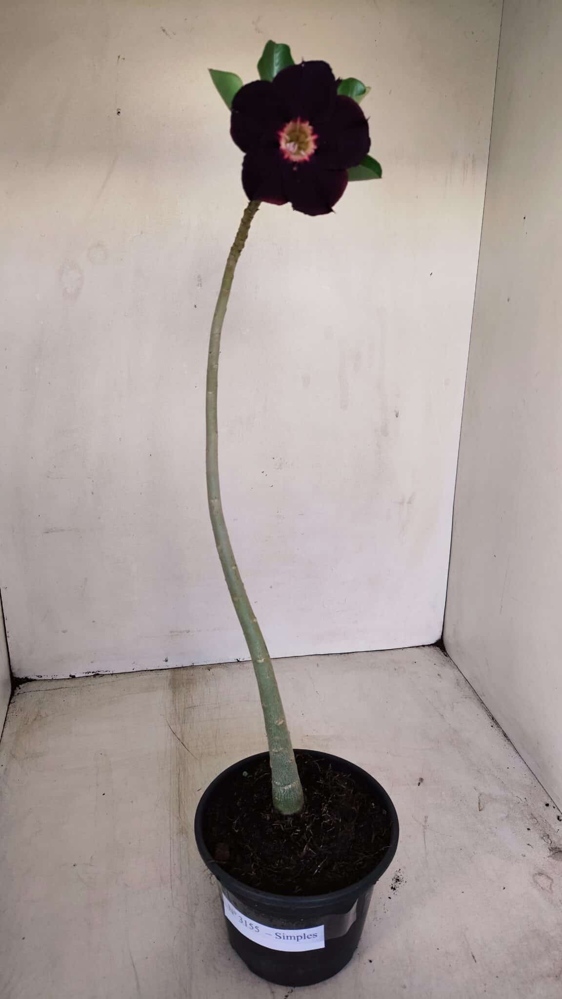 Planta Simples 3155 – 30cm – 02 anos - foto 2