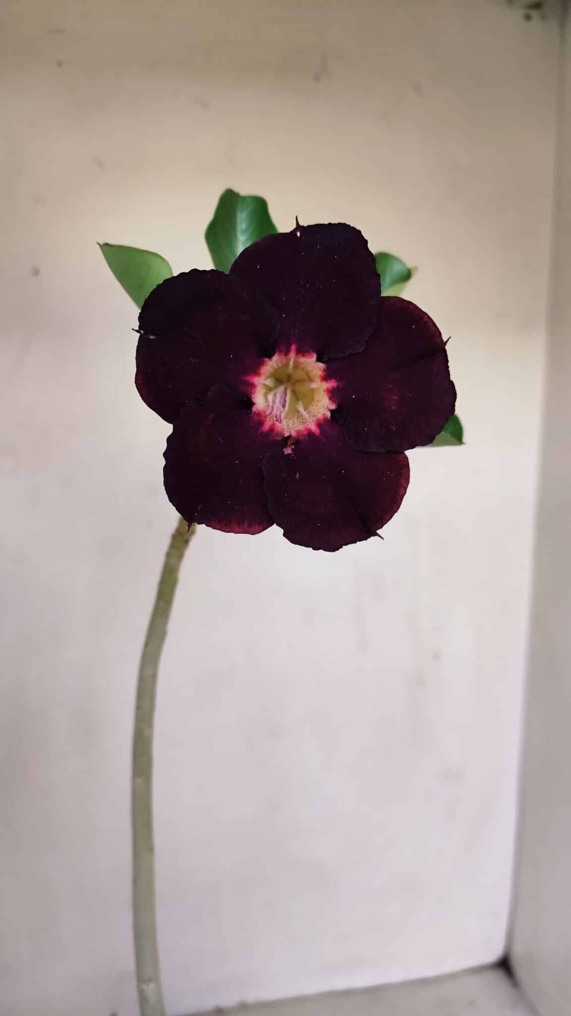 Planta Simples 3155 – 30cm – 02 anos - foto 3