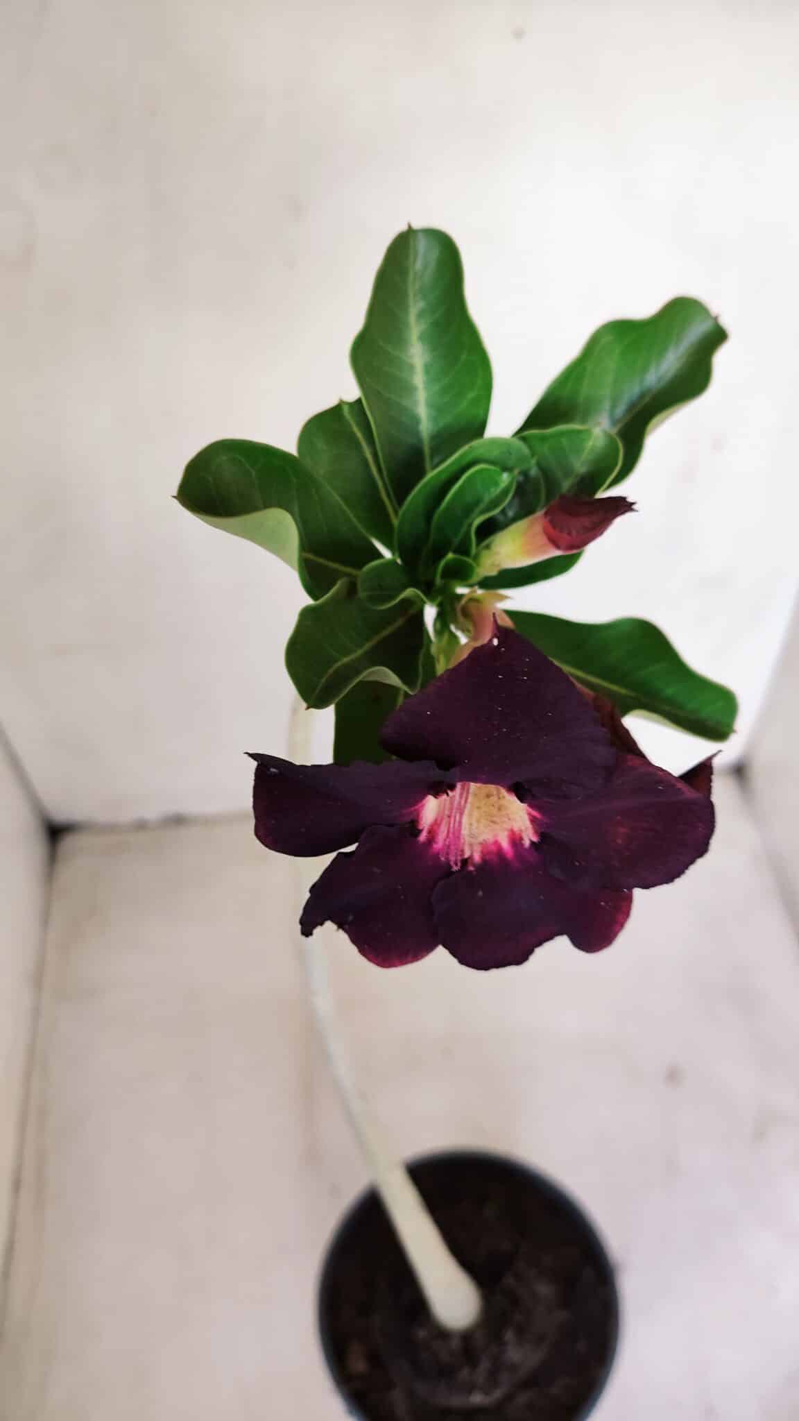 Planta Simples 3155 – 30cm – 02 anos - foto 4