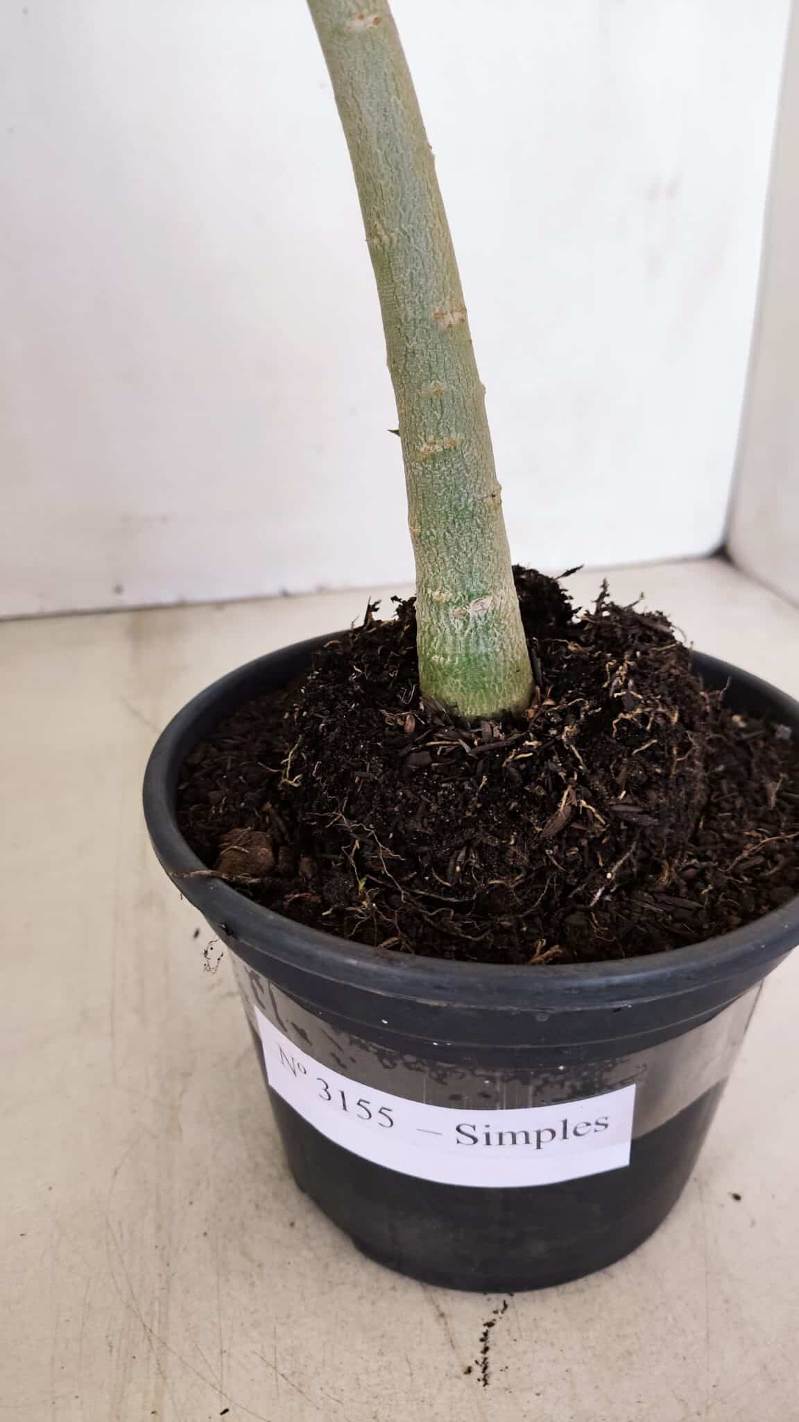 Planta Simples 3155 – 30cm – 02 anos - foto 6