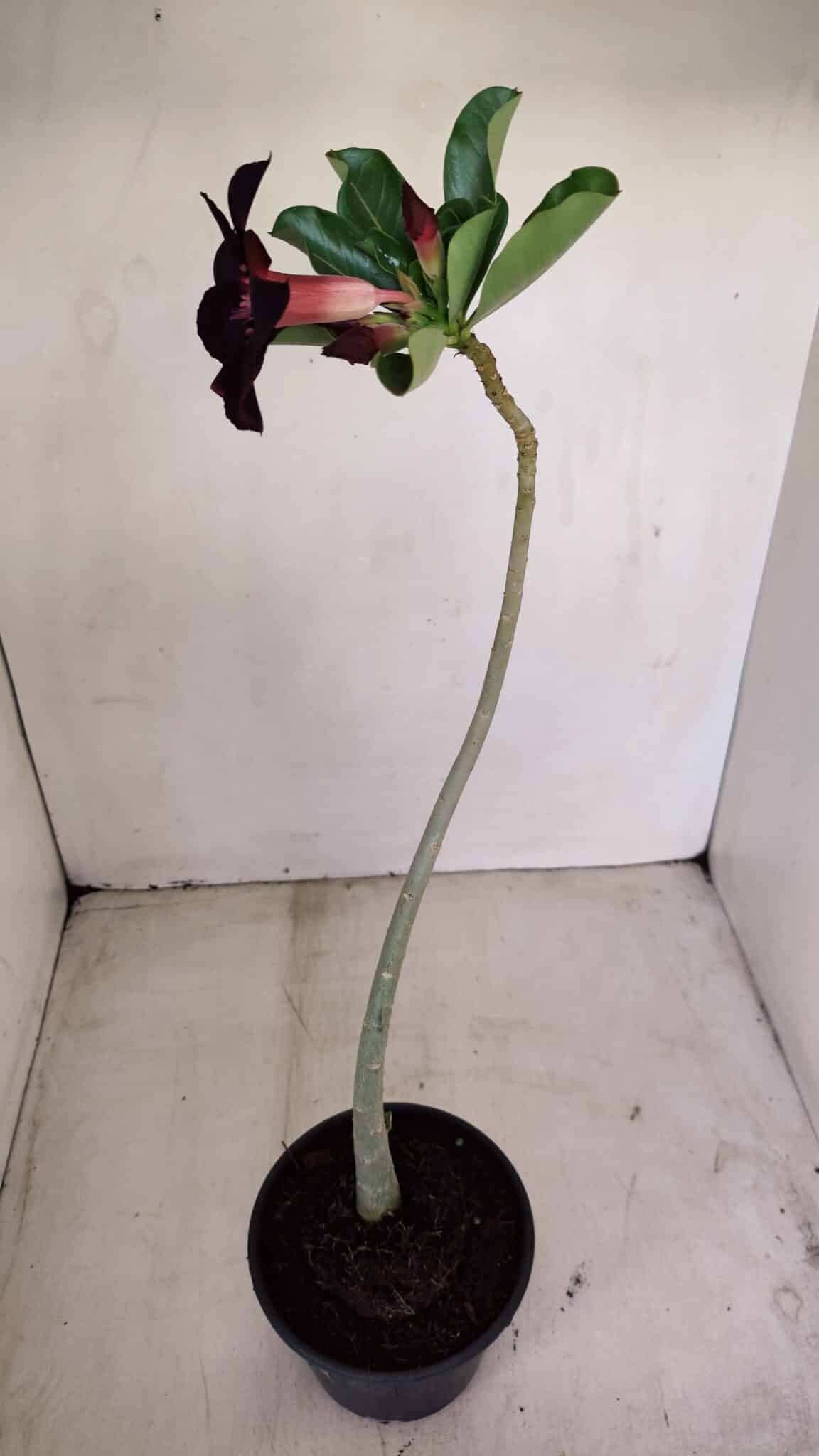 Planta Simples 3155 – 30cm – 02 anos - foto 5